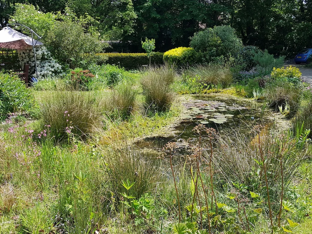 The wildlife pond