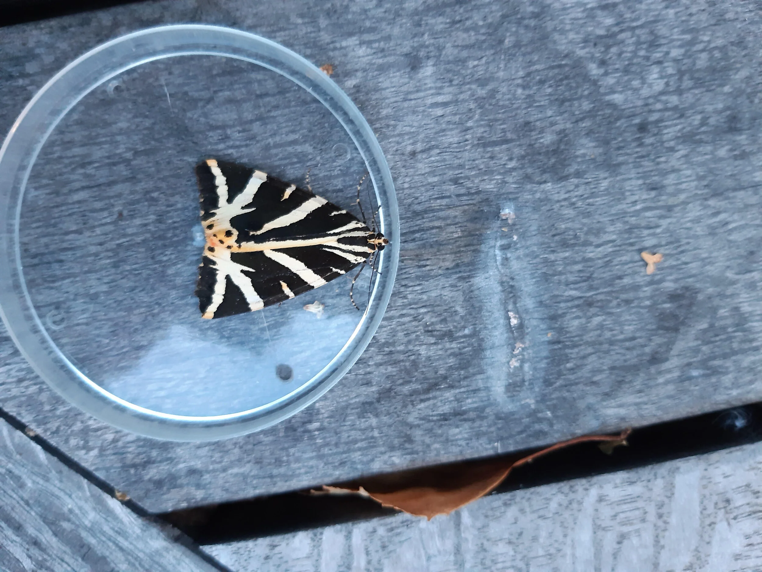 A Jersey Tiger moth found by Kim Fleming in the Hamblin Garden