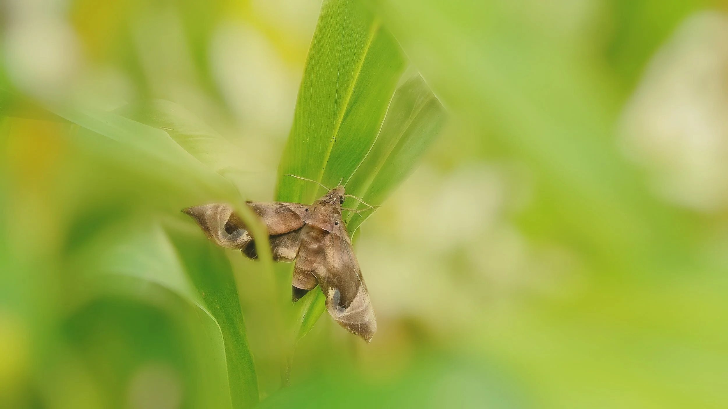 Marvellous Moths