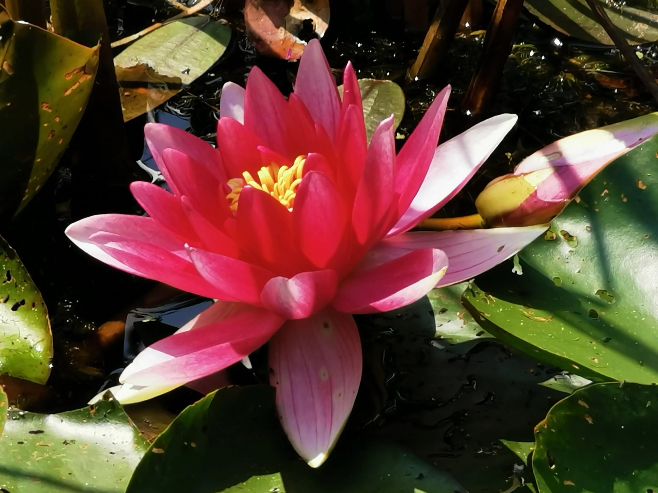 A Day of Mindfulness & Peace