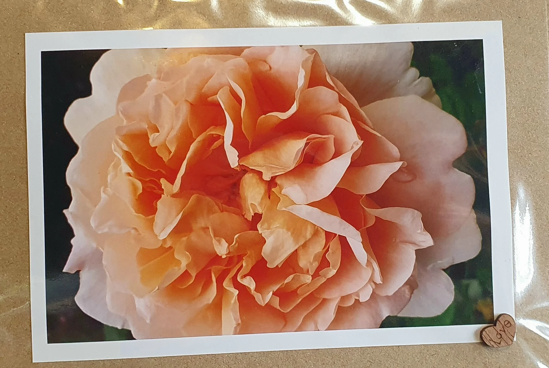 Christmas Early Bird Sale at the Plant Nursery