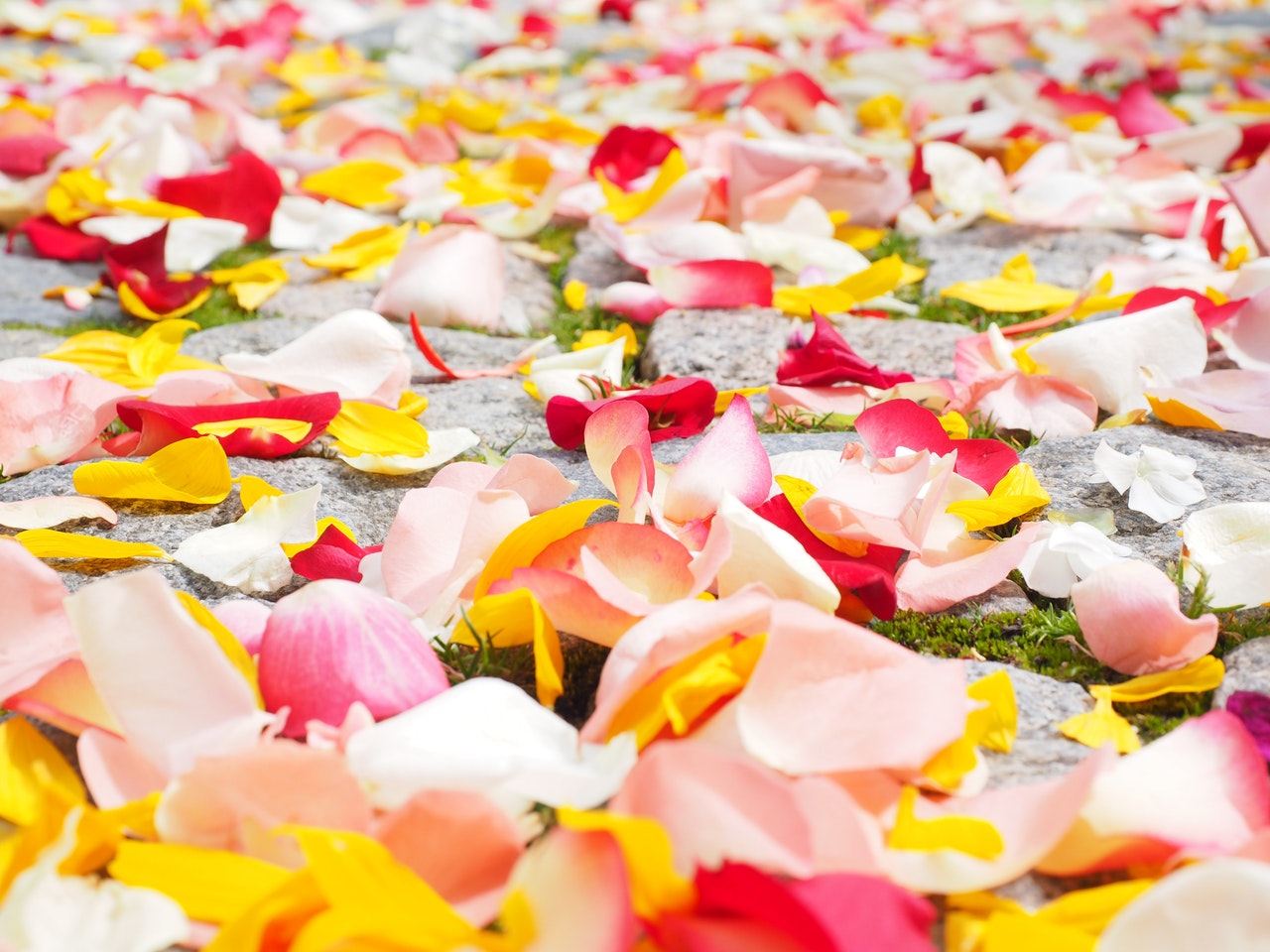 rose-petals-petals-wedding-red-37525.jpeg