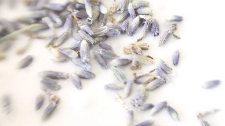 lavendermilk.jpg