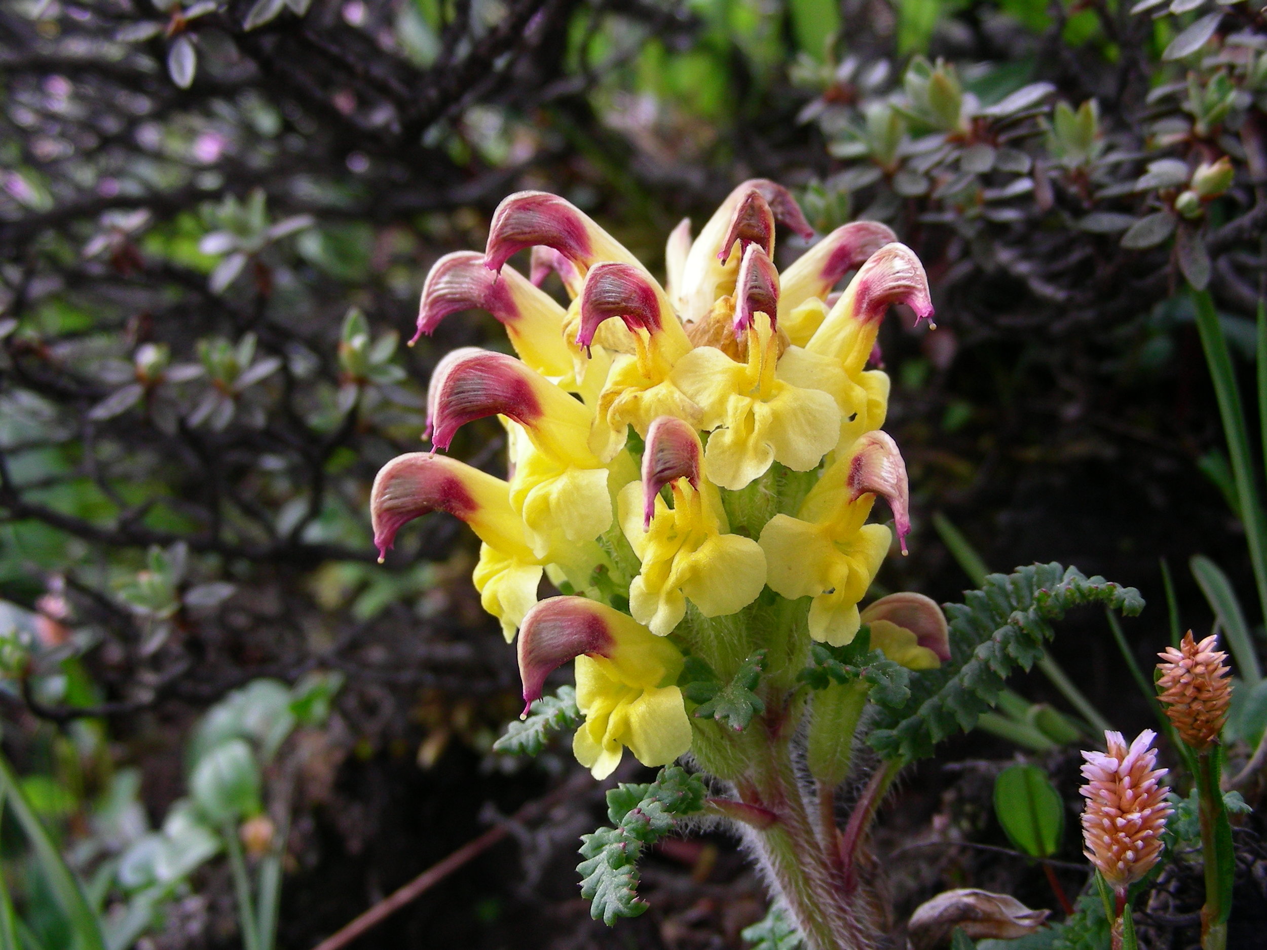   Pedicularis oederi  