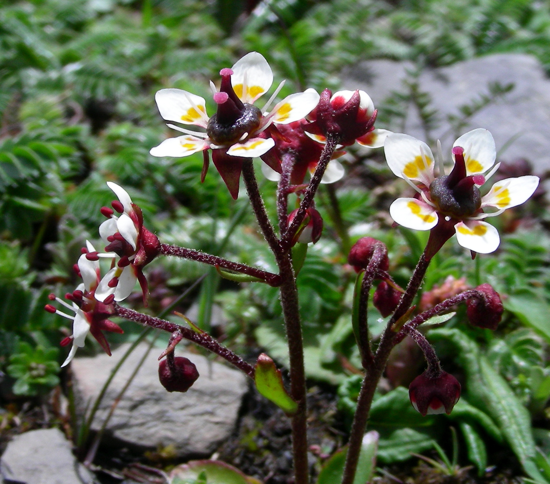   Saxifraga melanocentra  