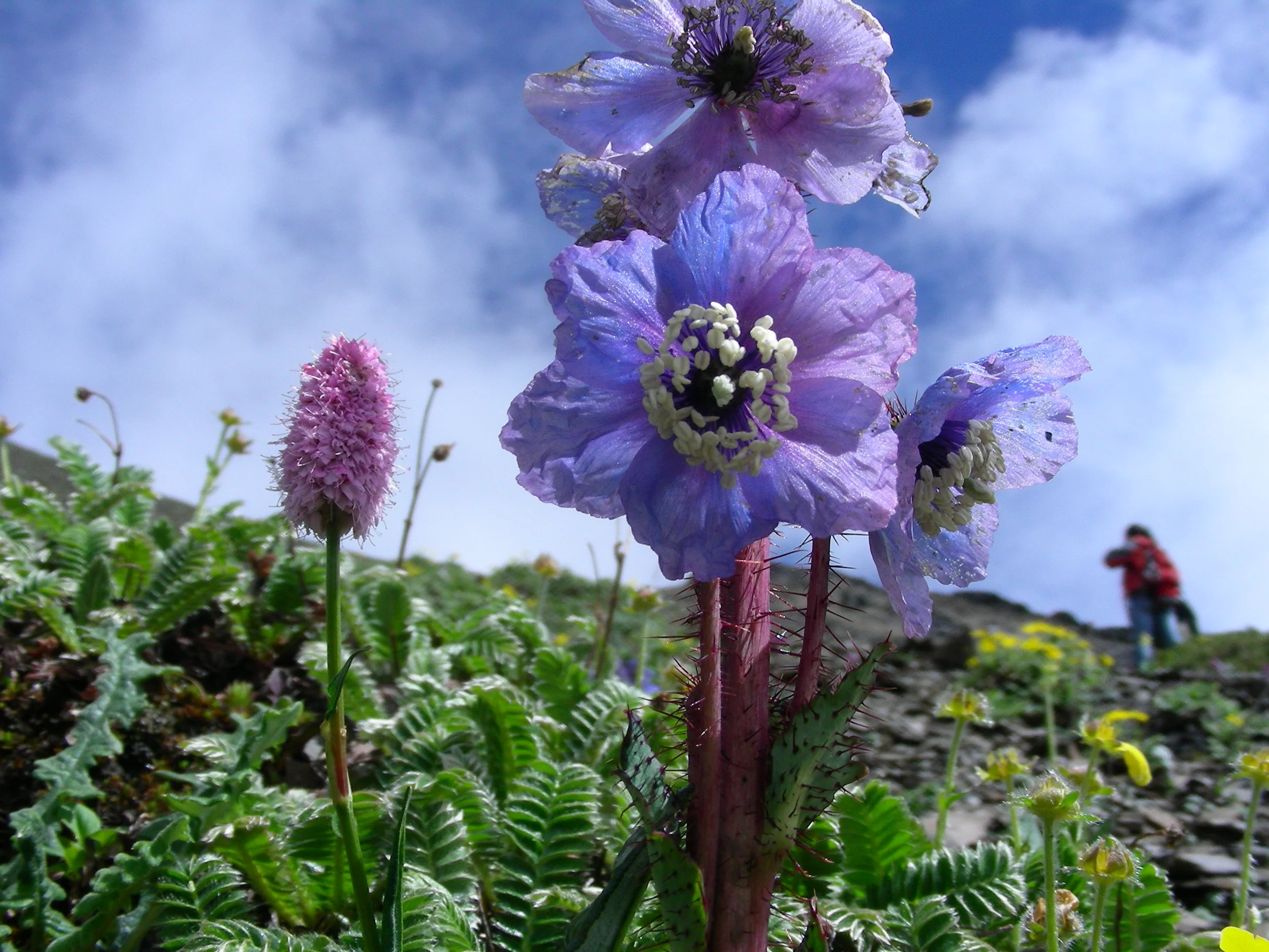   Meconopsis , the famed Himalayan Blue Poppy 