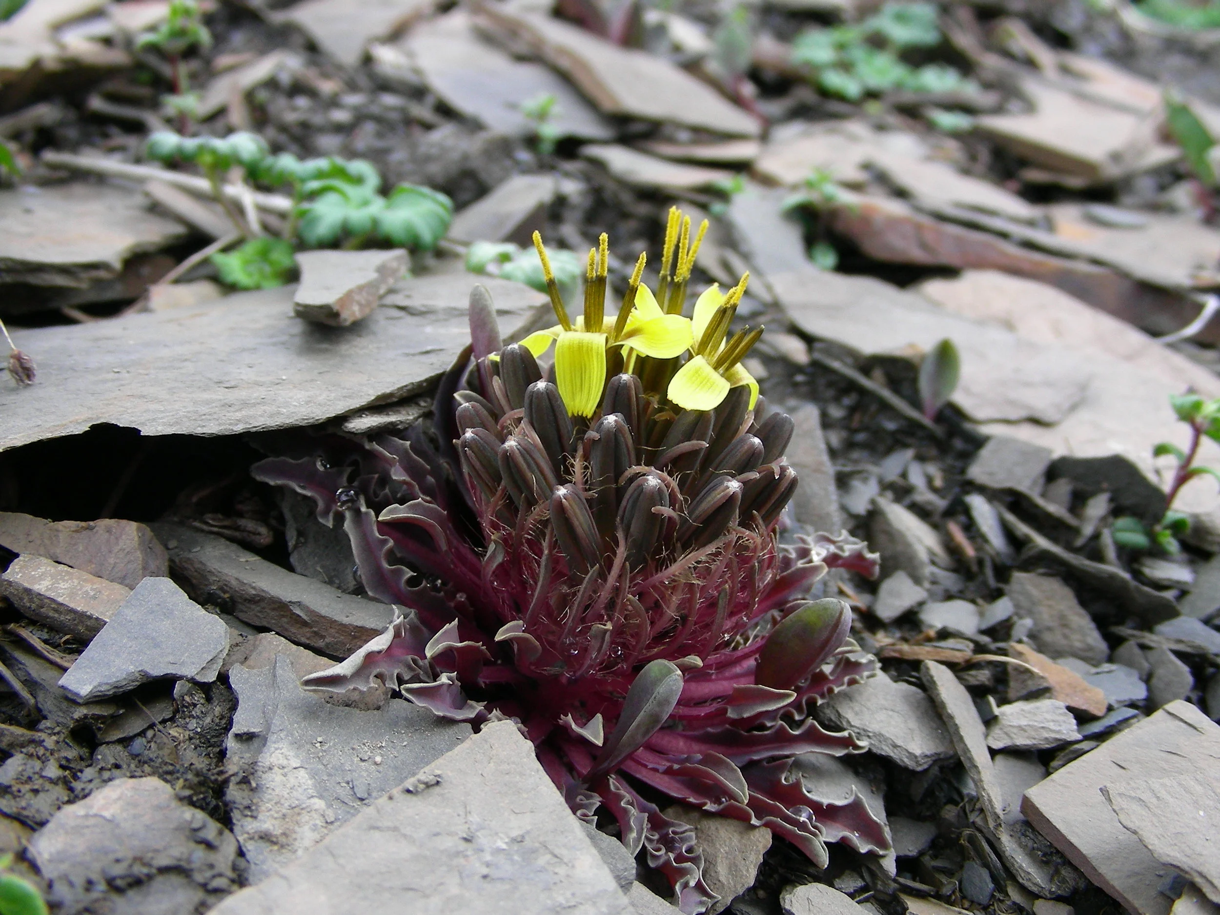   Soroseris gillii  