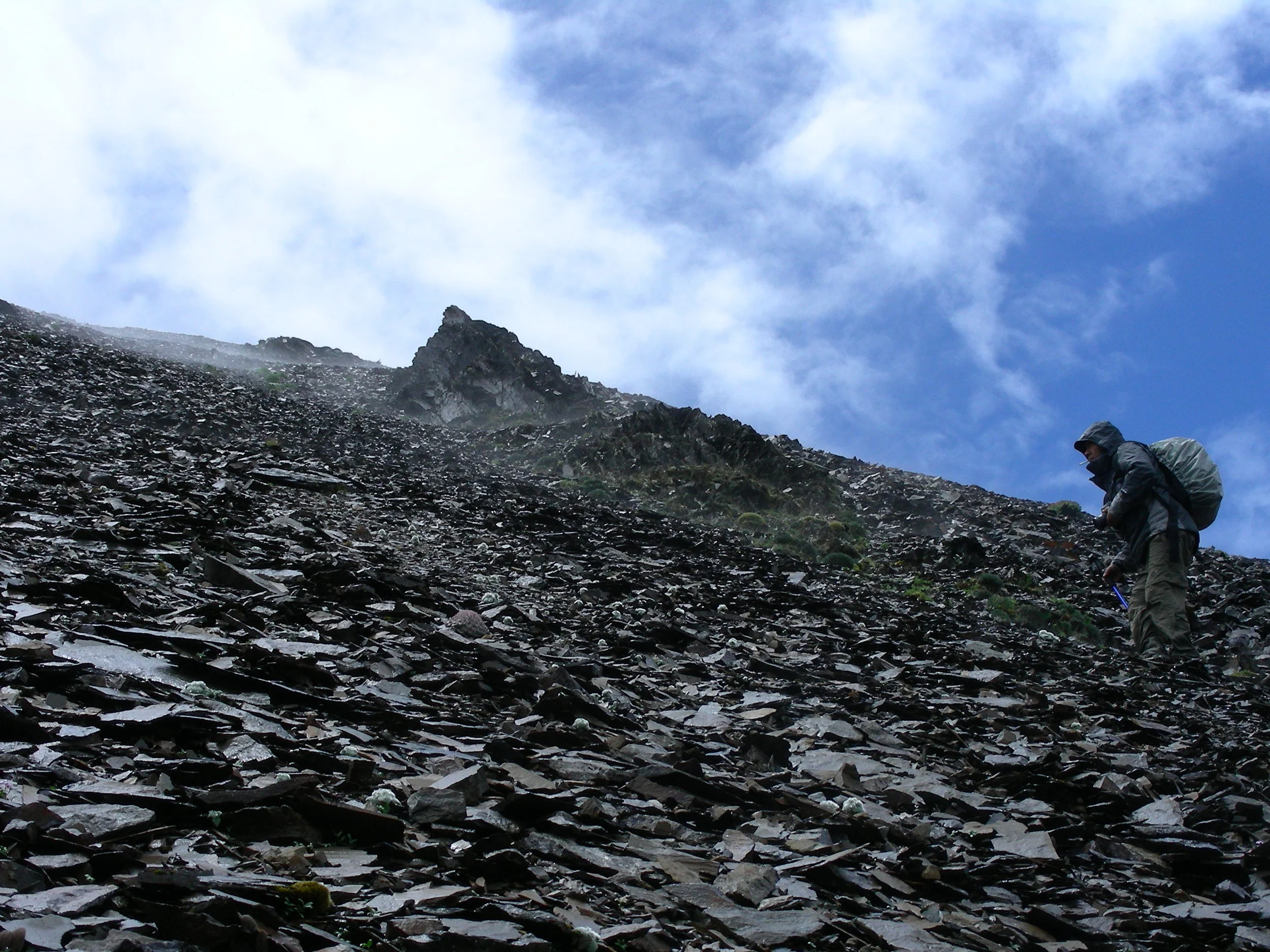  Into the high-alpine shale , where a strange community of plants exists 