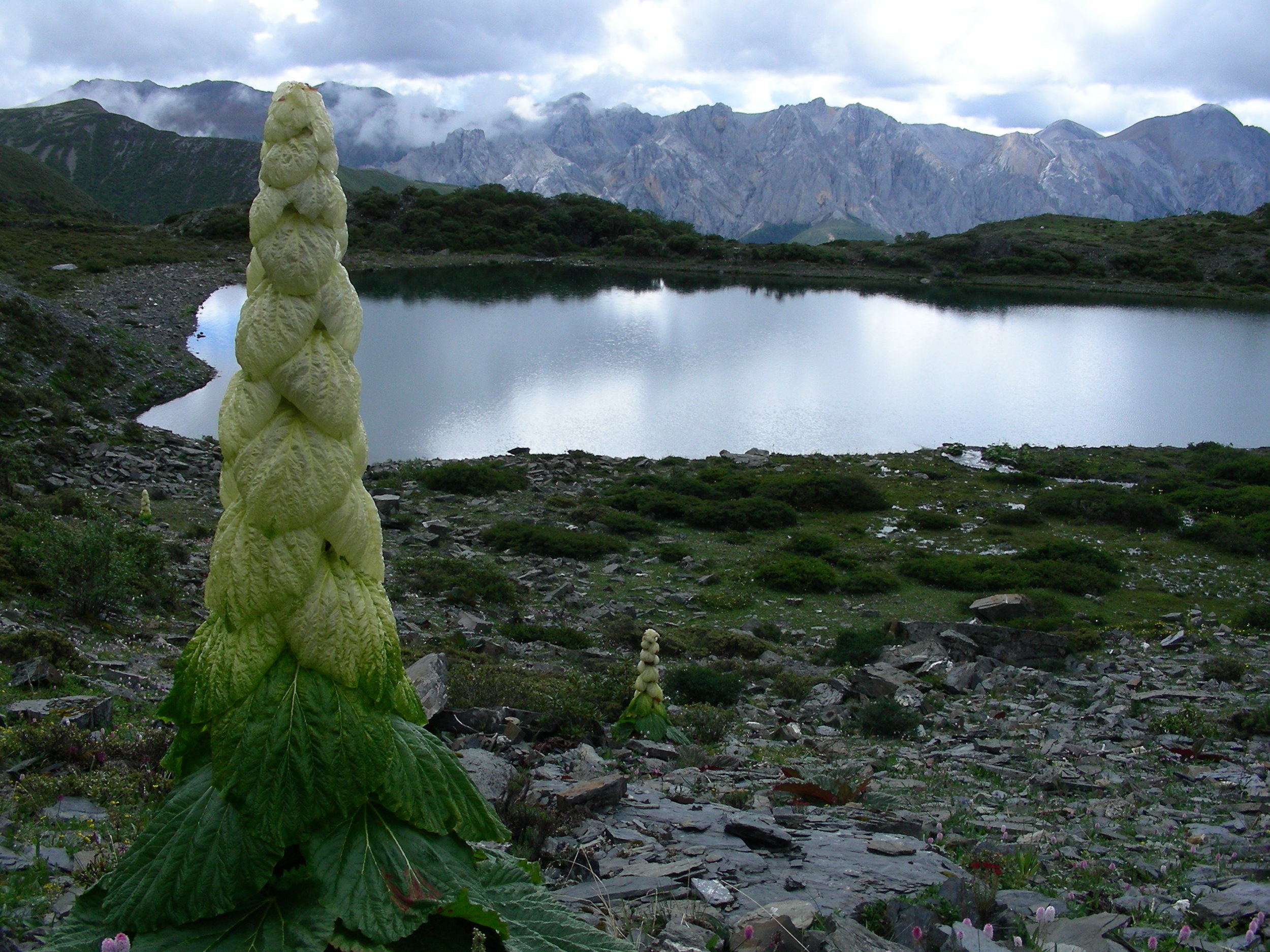   Rheum nobile , 'aristocrat of the mountains' 
