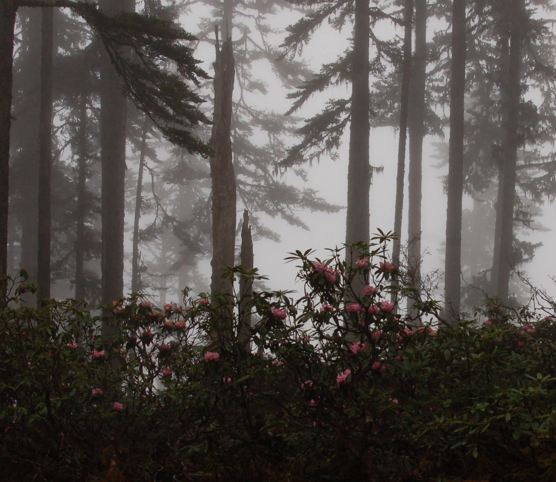  Rain-soaked rhododendrons 