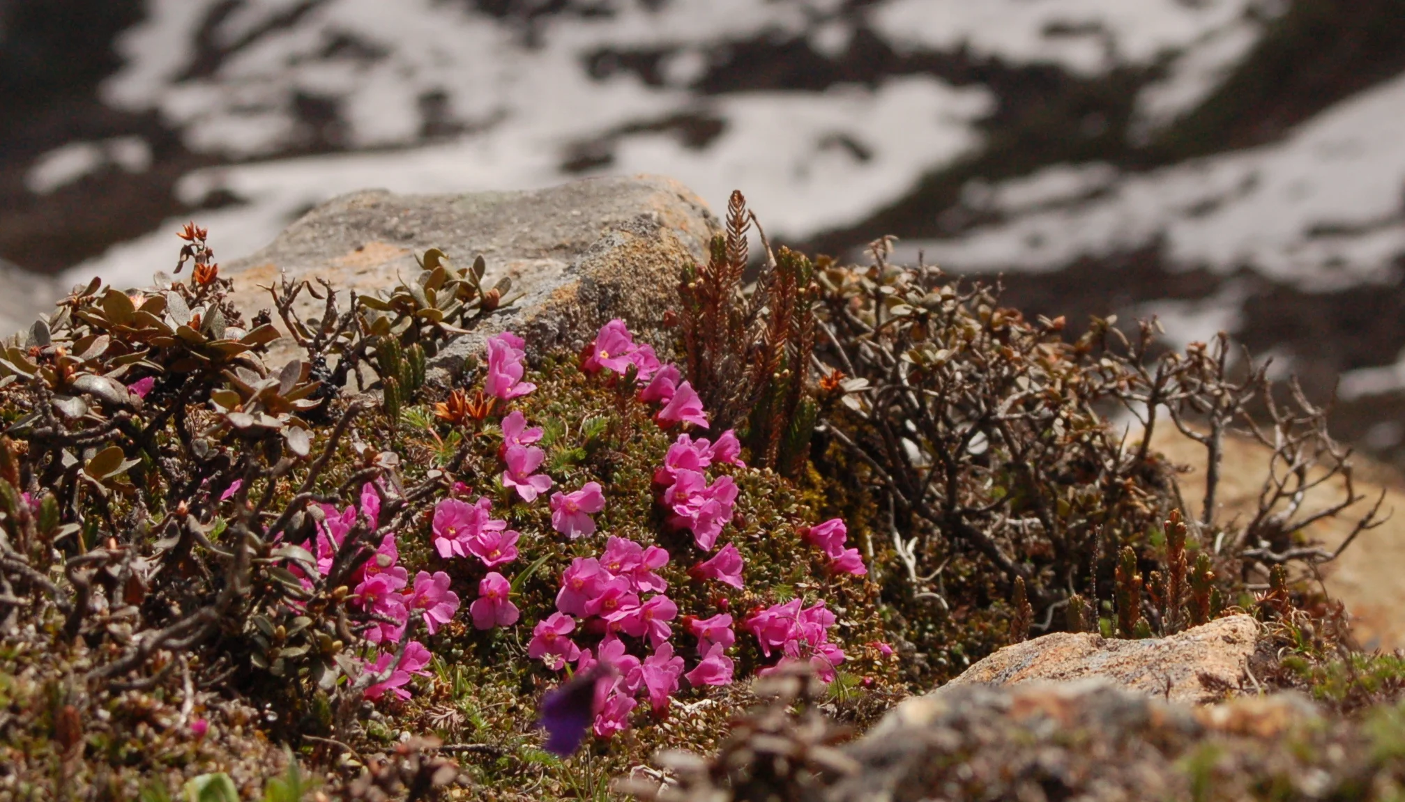   Diapensia purpurea , amid other Ericaceae:&nbsp; Rhododendron  and  Cassiope  