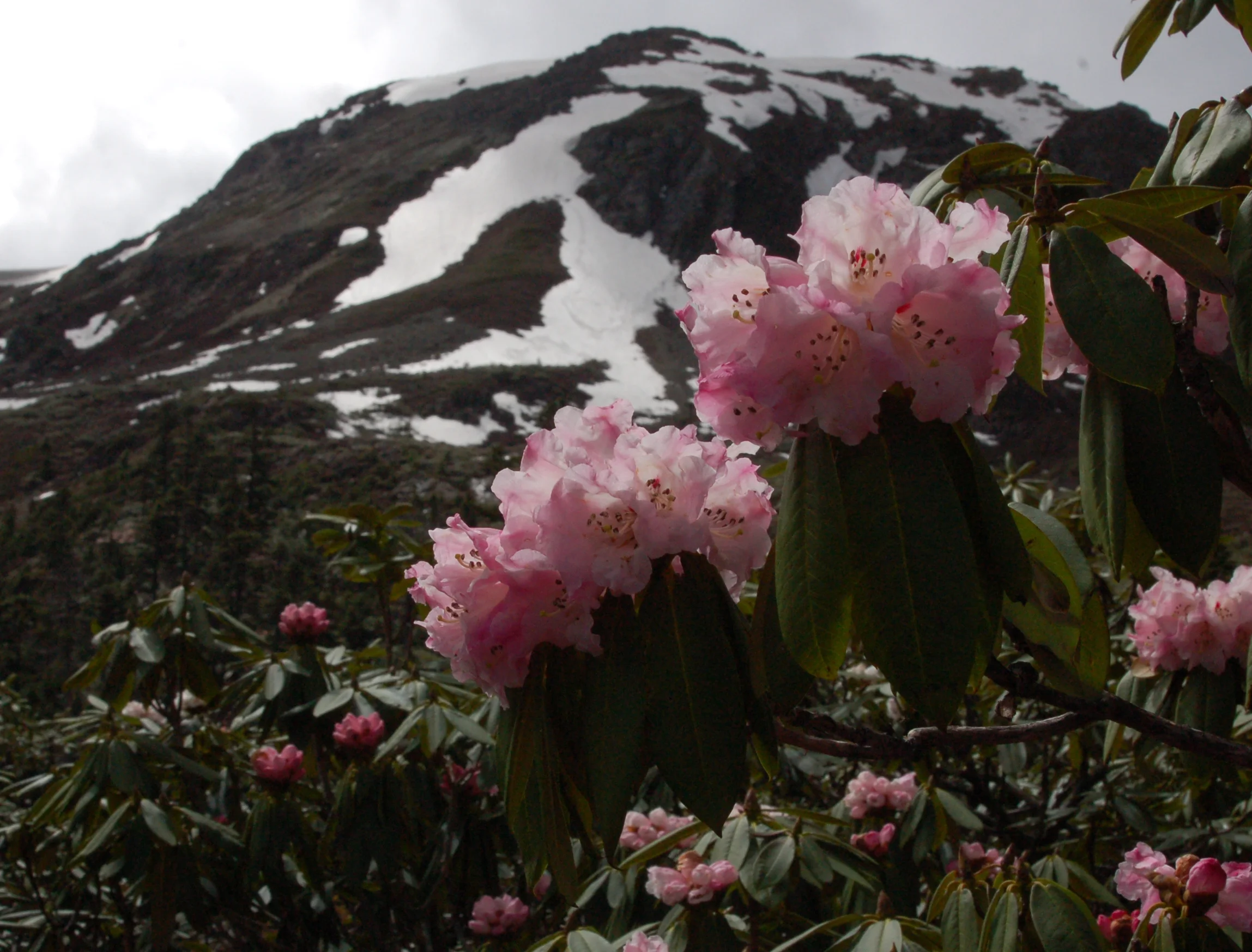   Rhododendron phaeochrysum  