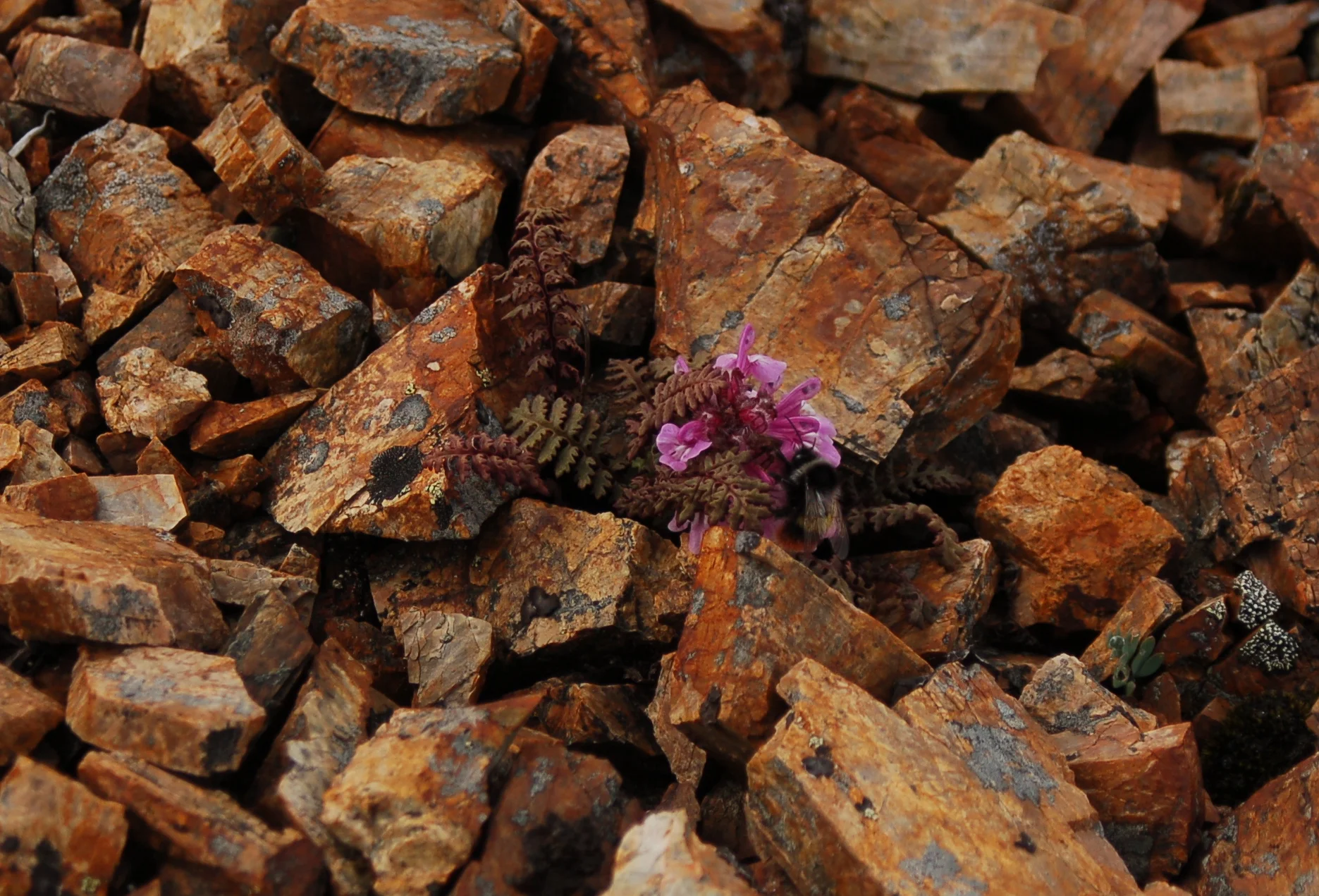   Pedicularis rupicola  