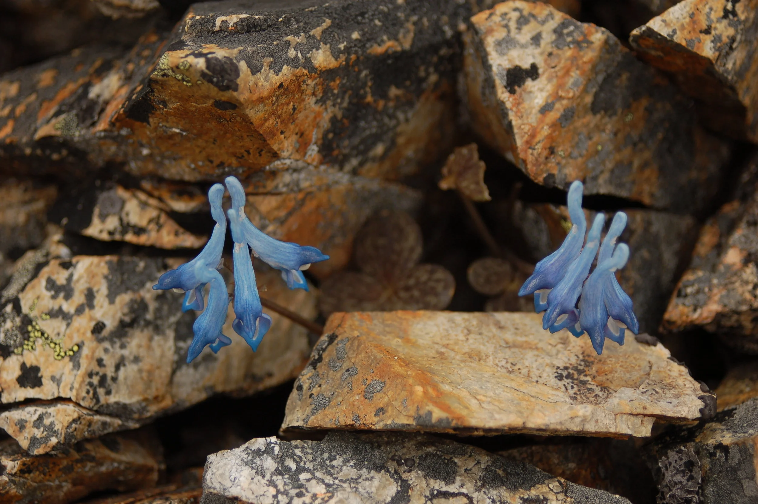   Corydalis  