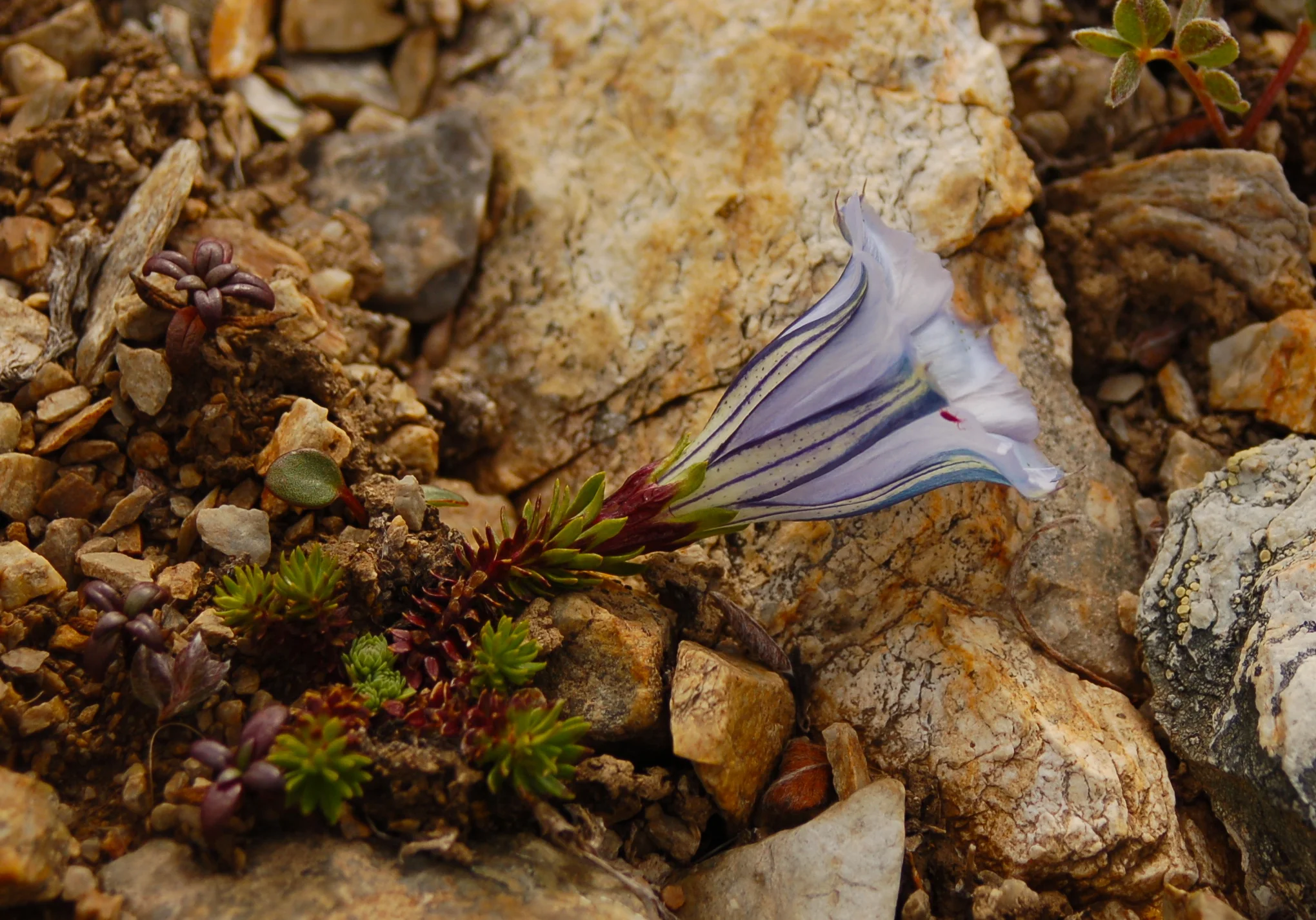  a high-alpine gentian 