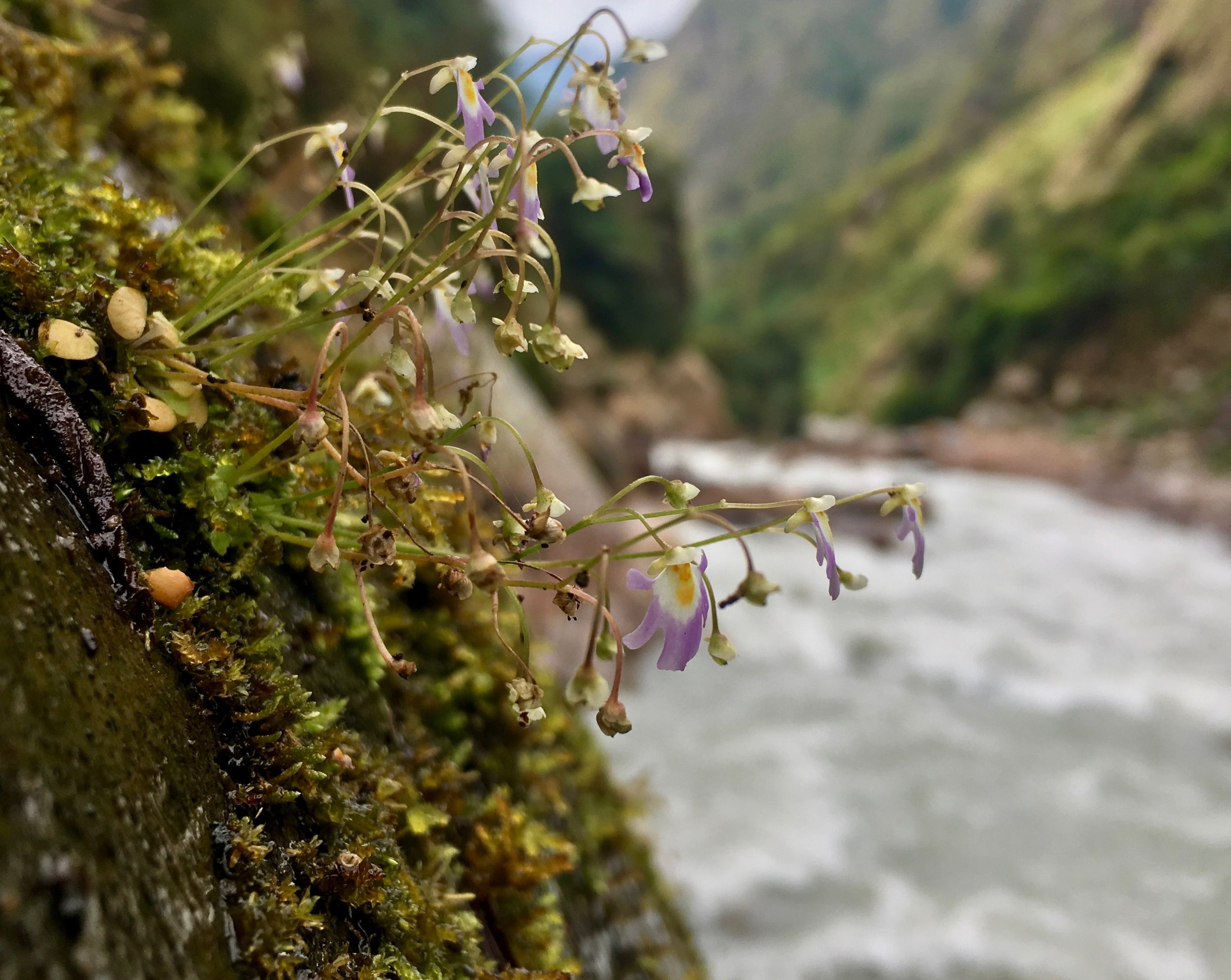 Plants cling to the gorge walls too – here is a  Utricularia  species,&nbsp;which is used to treat wounds. 