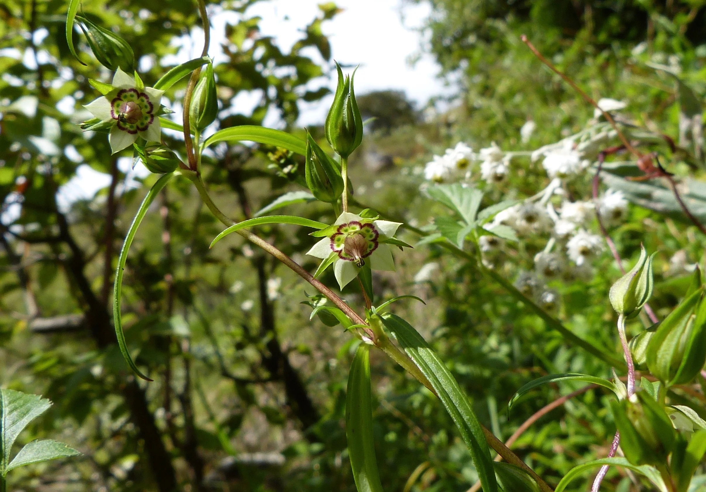   Swertia multicaulis , seen at ~2600 meters elevation as we climbed the gorge. The rhizome has been used in Nepal to treat fever. 