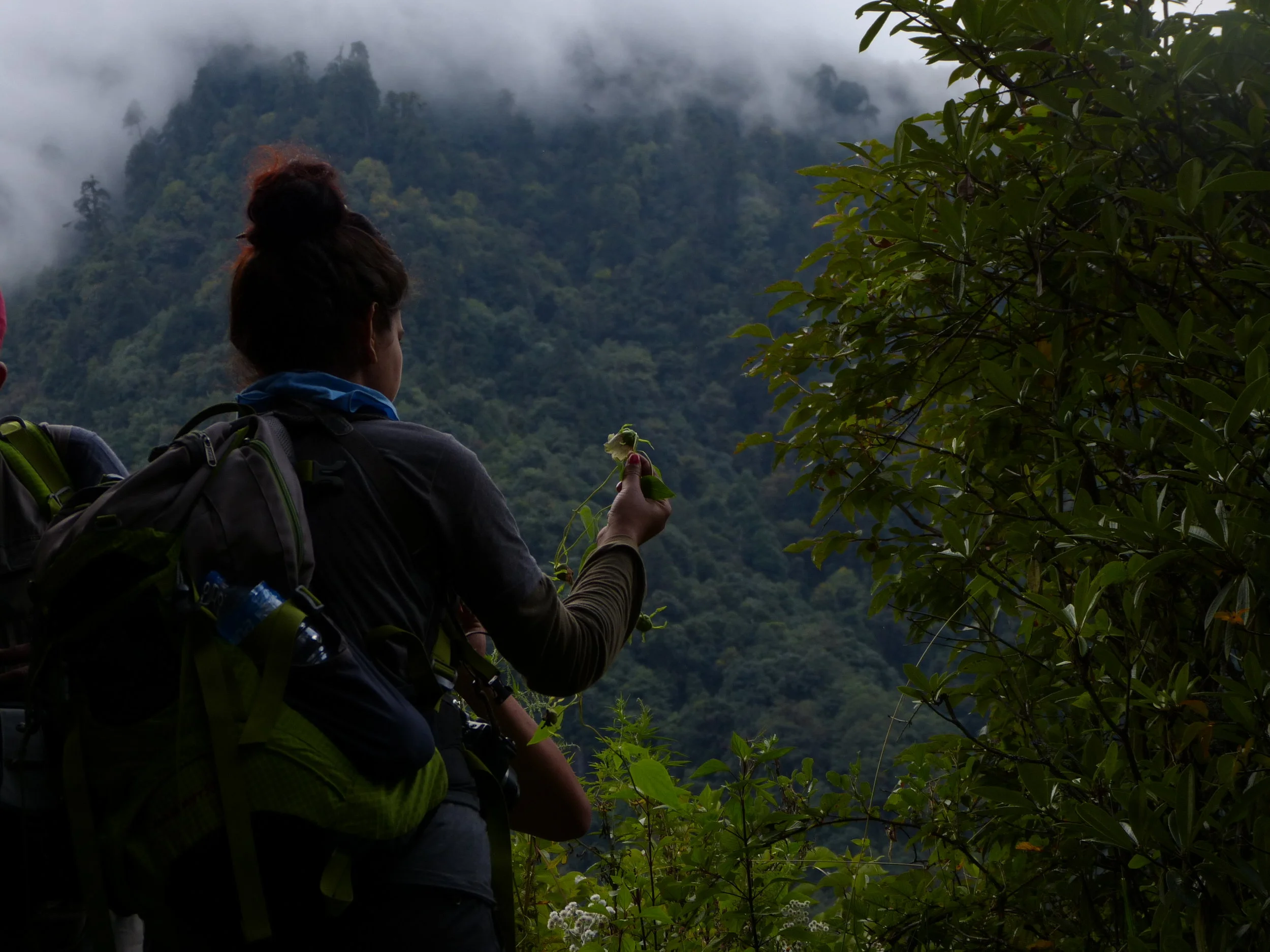  Vandana Awashti with the  Codonopsis  specimen 