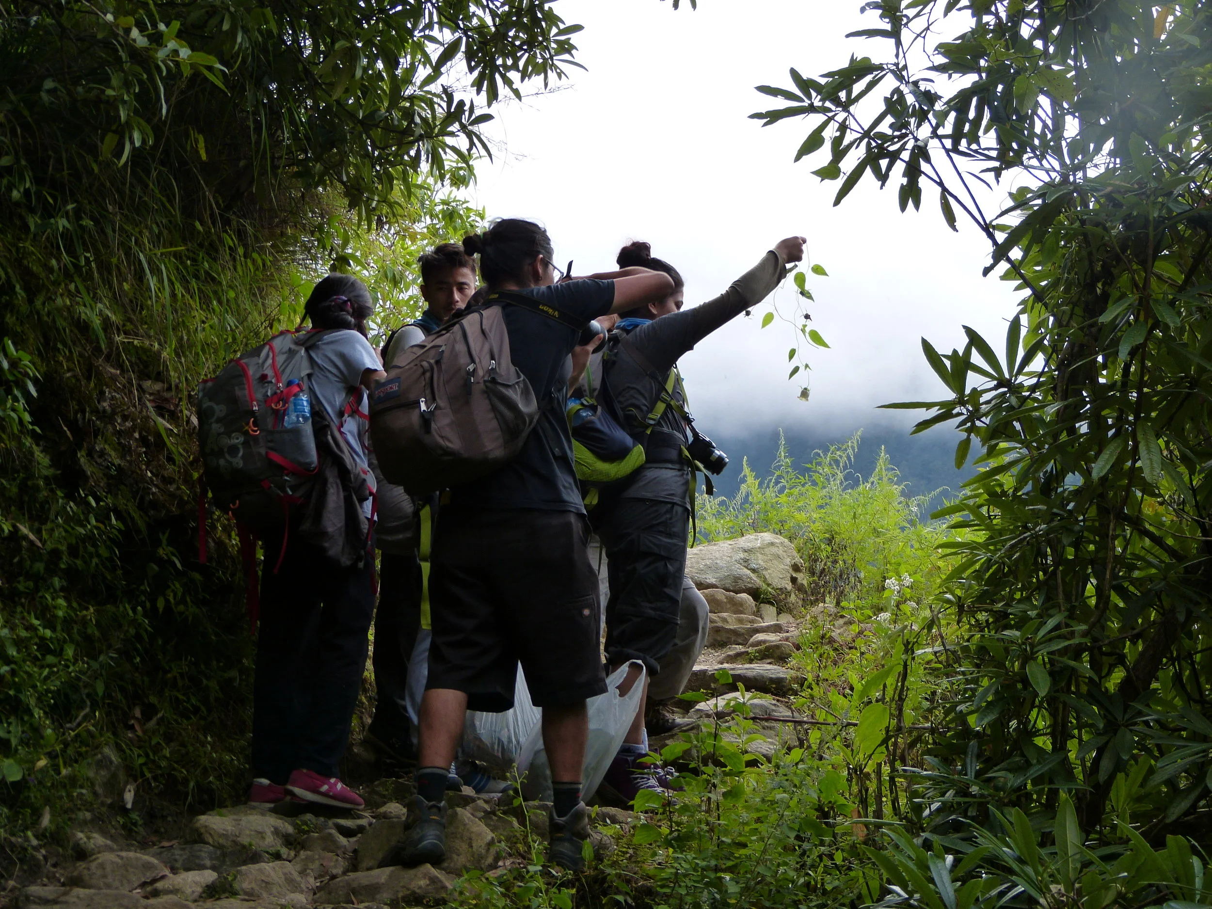  the students collect a  Codonopsis   