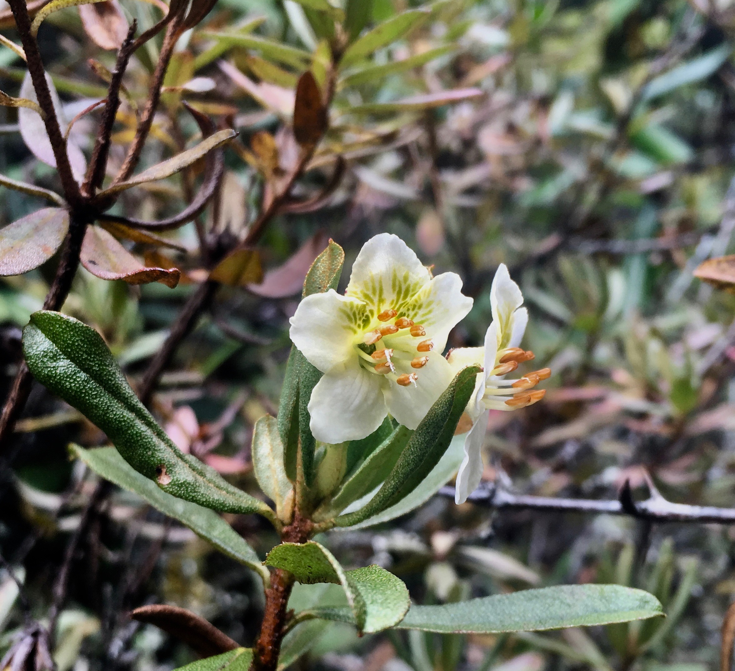   Rhododendron   lepidotum  is a species I know well from study how its flowering time responds to climate change in the Chinese Himalaya. In Nepal, it's not just a sign of climate change, but is also used as incense and in medicinal teas. 