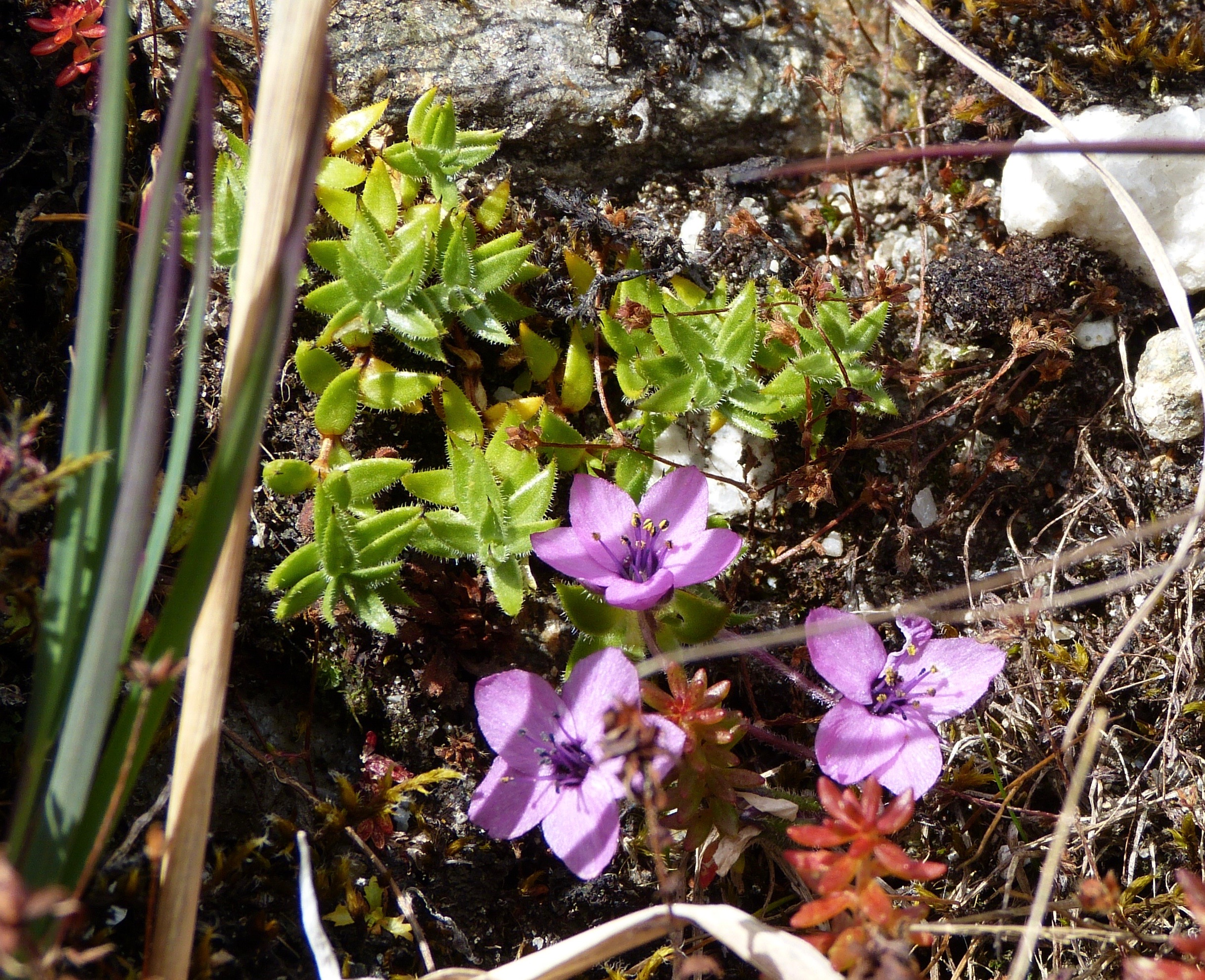   Arenaria glanduligera , or ཨ་ཀ྄ོང་། which is used in Traditional Tibetan Medicine for lung complaints. 