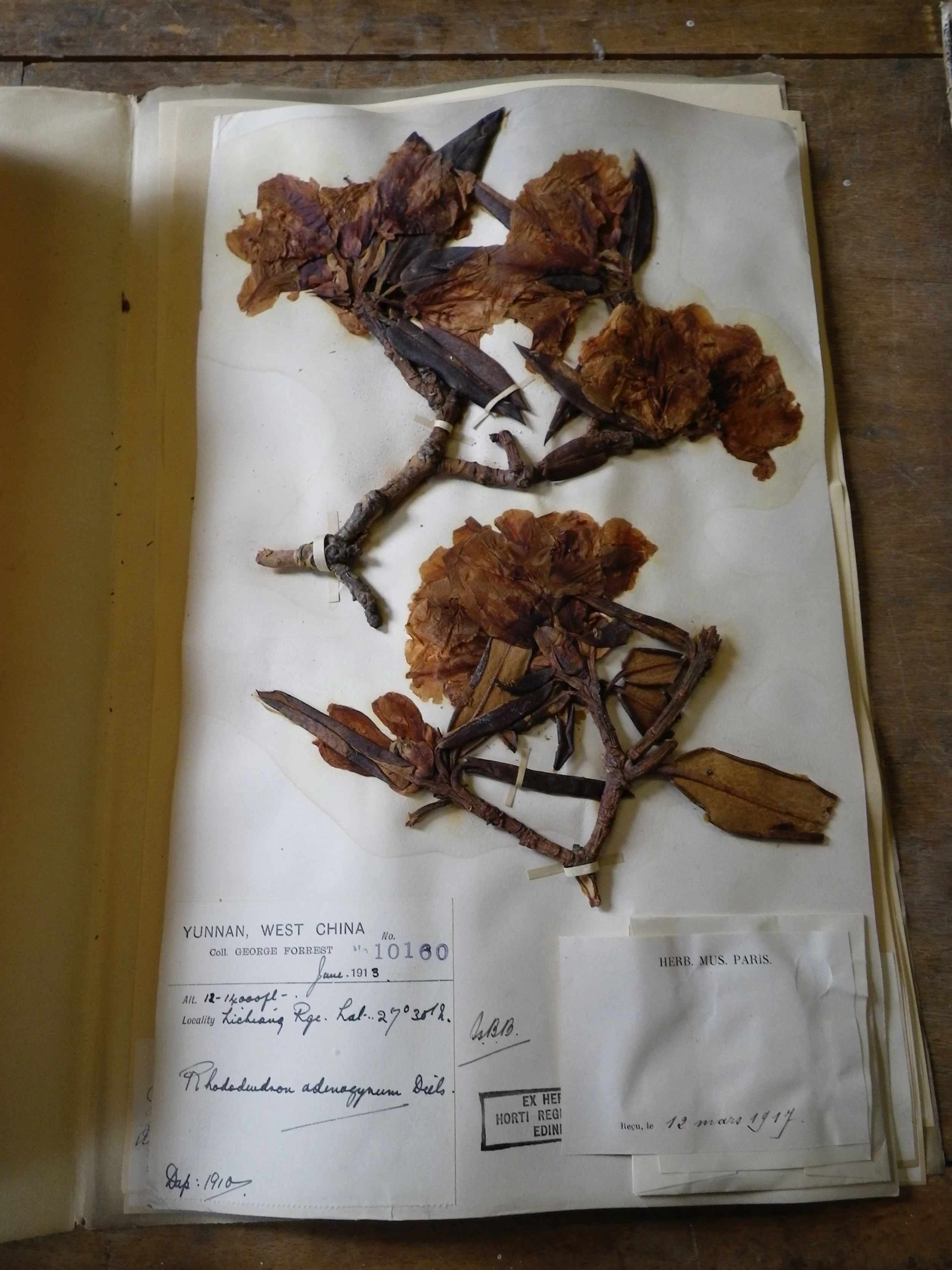  an herbarium collection by George Forrest from 1913 