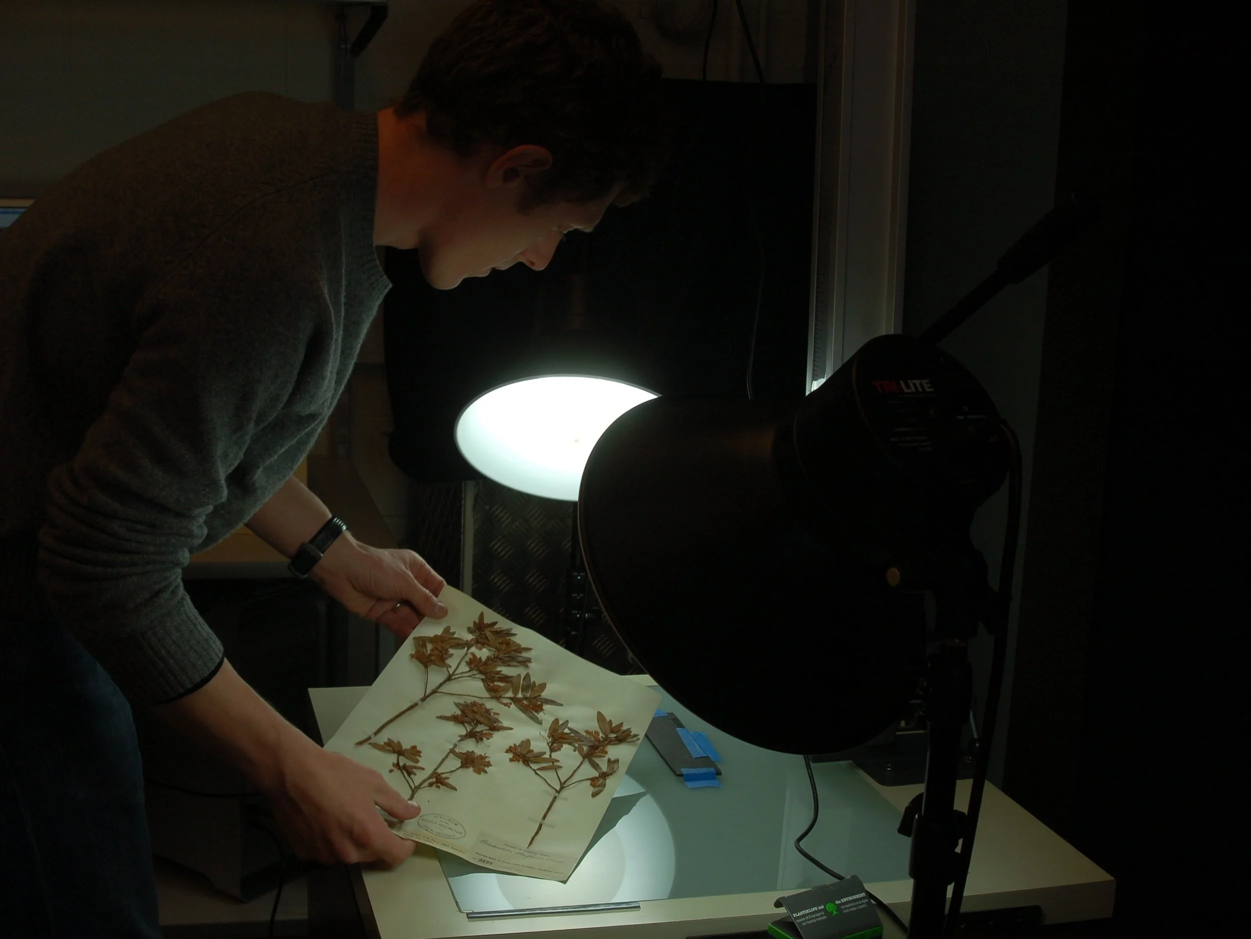  digitzing an herbarium specimen from Joesph Rock, 1923 