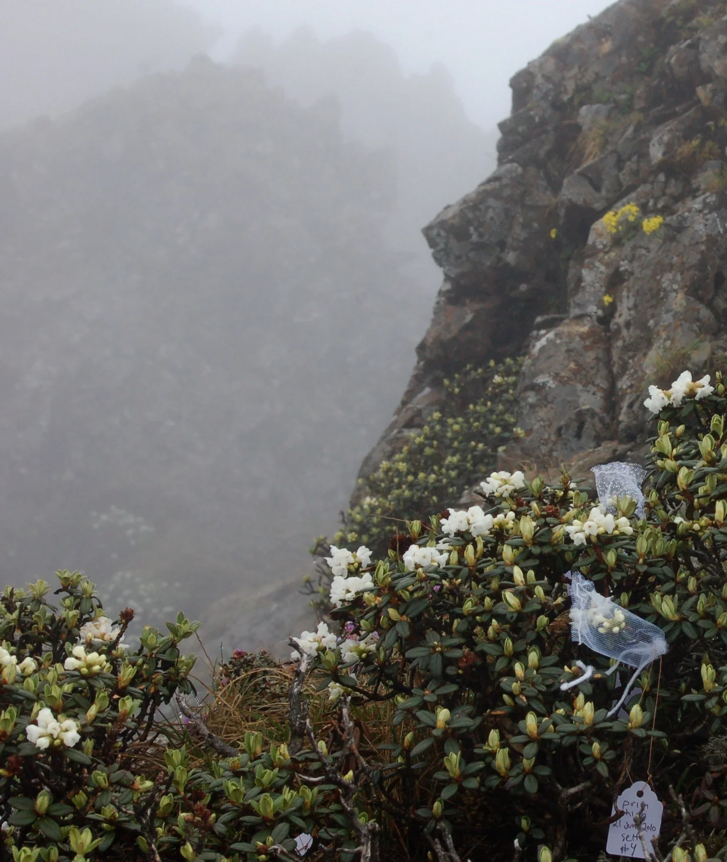   Rhododendron primuliflorum  with pollinator-exclusion bags 