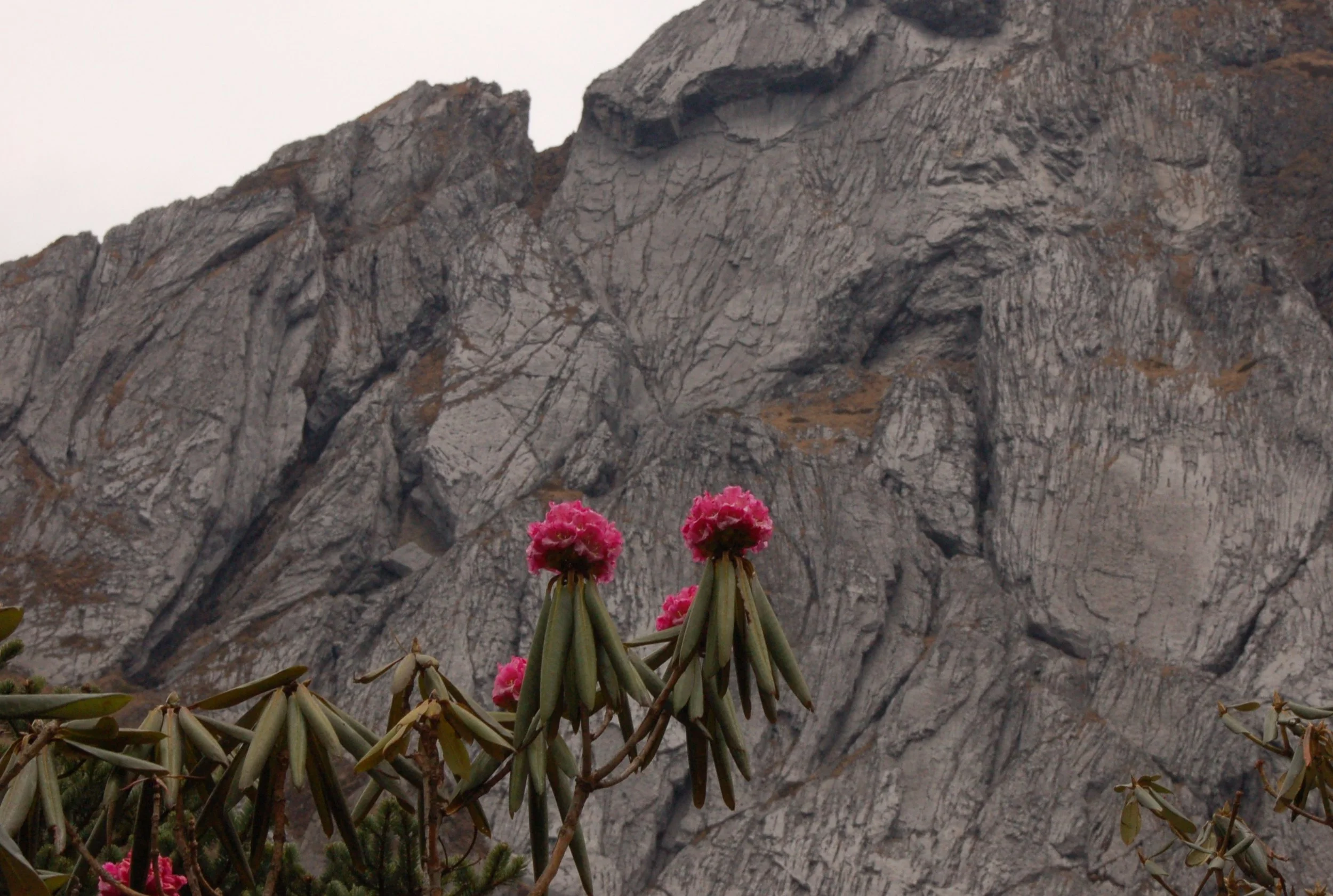   Rhododendron beesianum  
