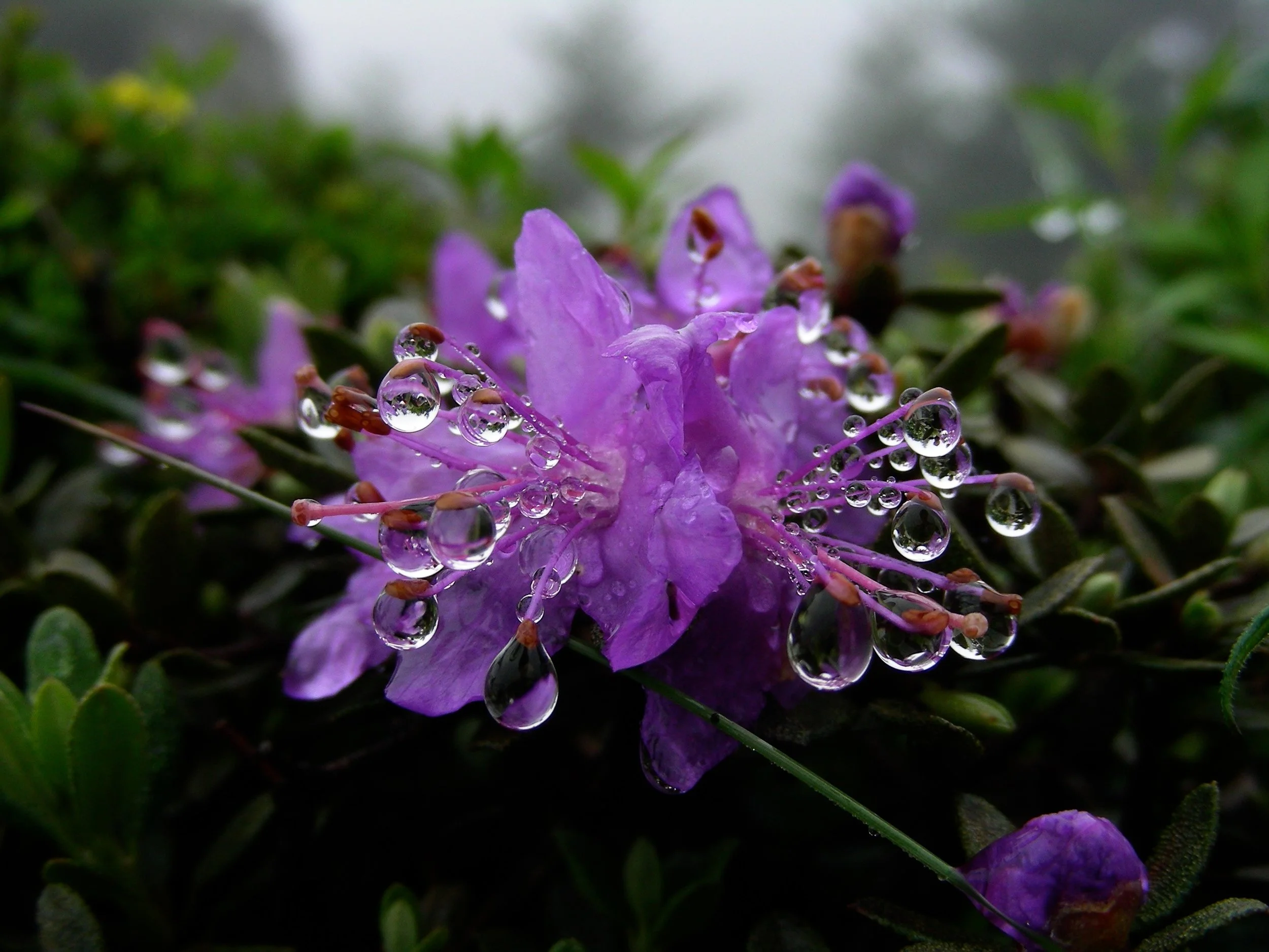   Rhododendron impeditum  