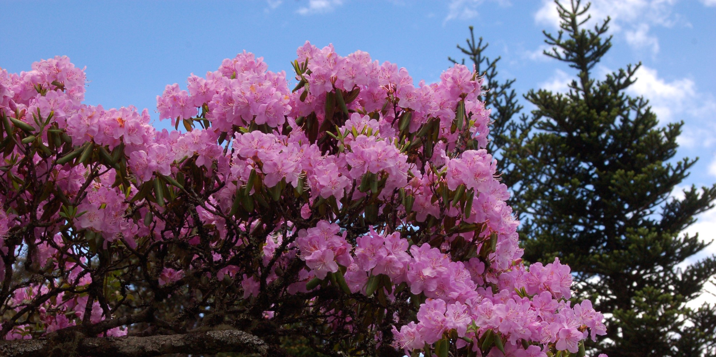  Rhododendron oreotrephes  