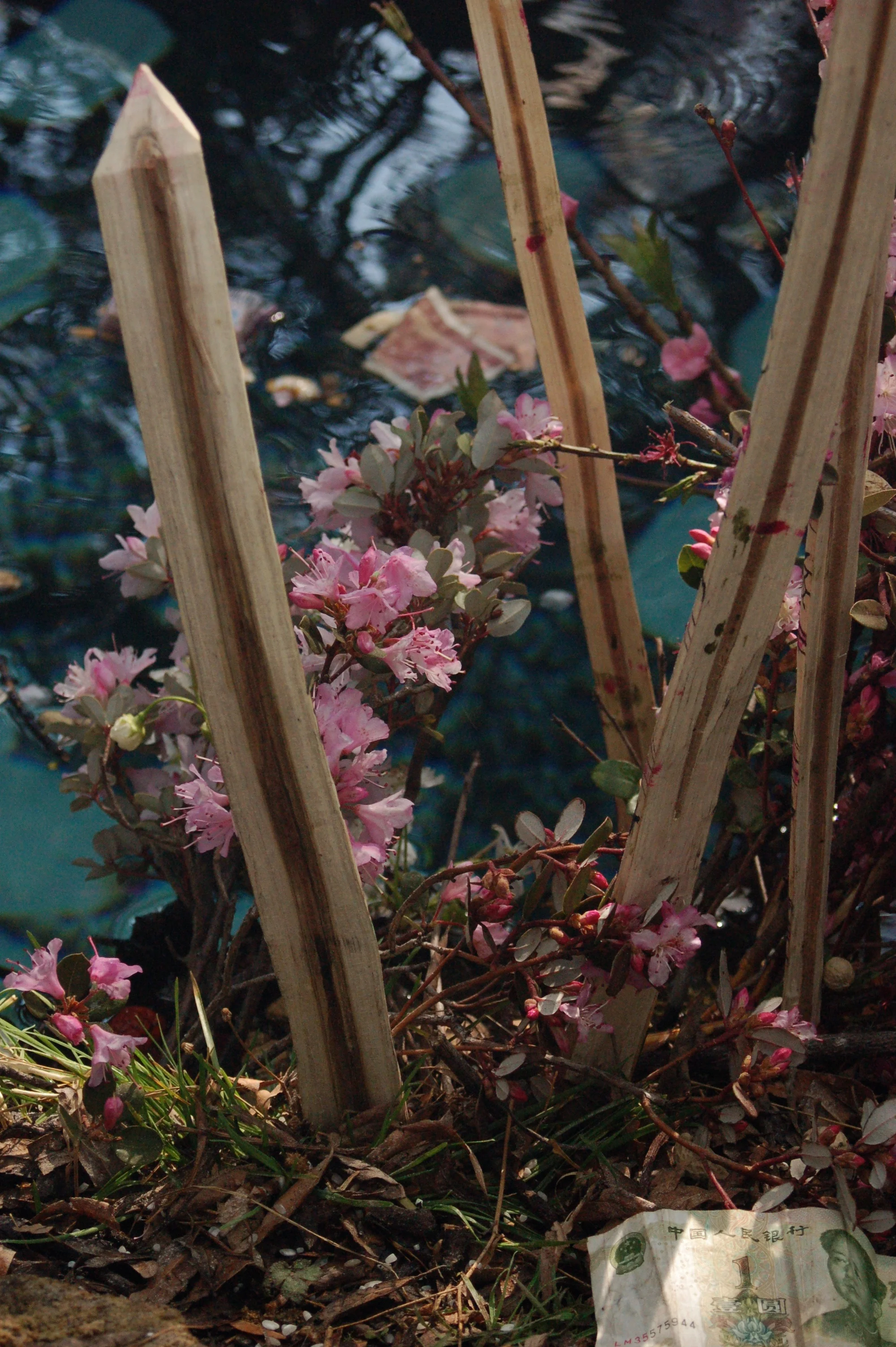   Rhododendron racemosum  being used in seasonal ritual 