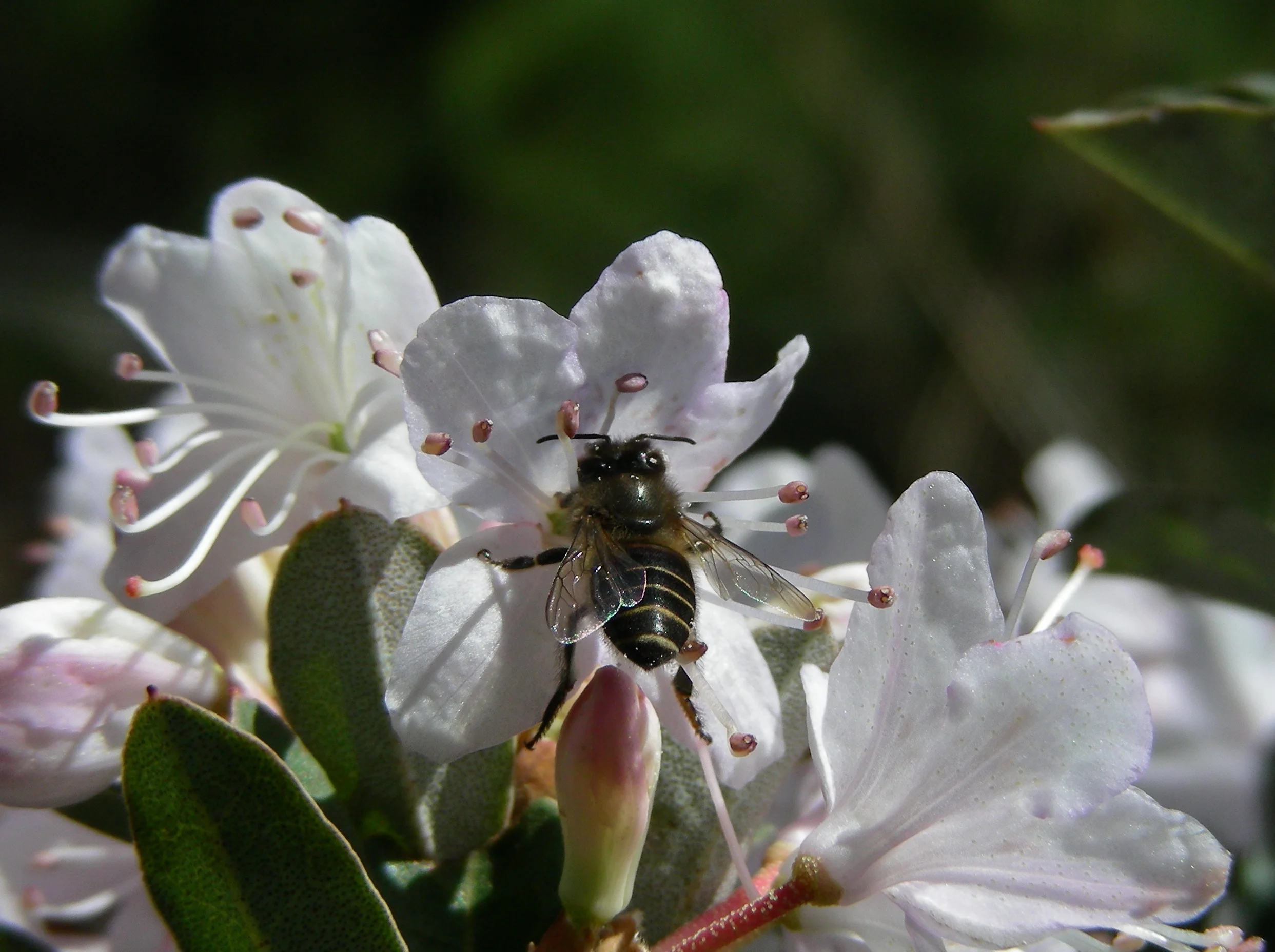   Rhododendron racemousm  with bee 