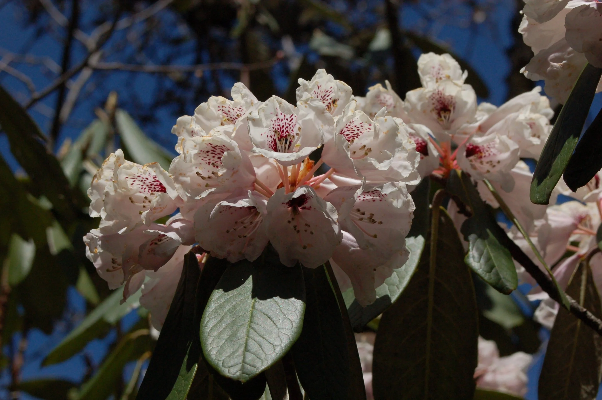   Rhododendron uvariifolium  