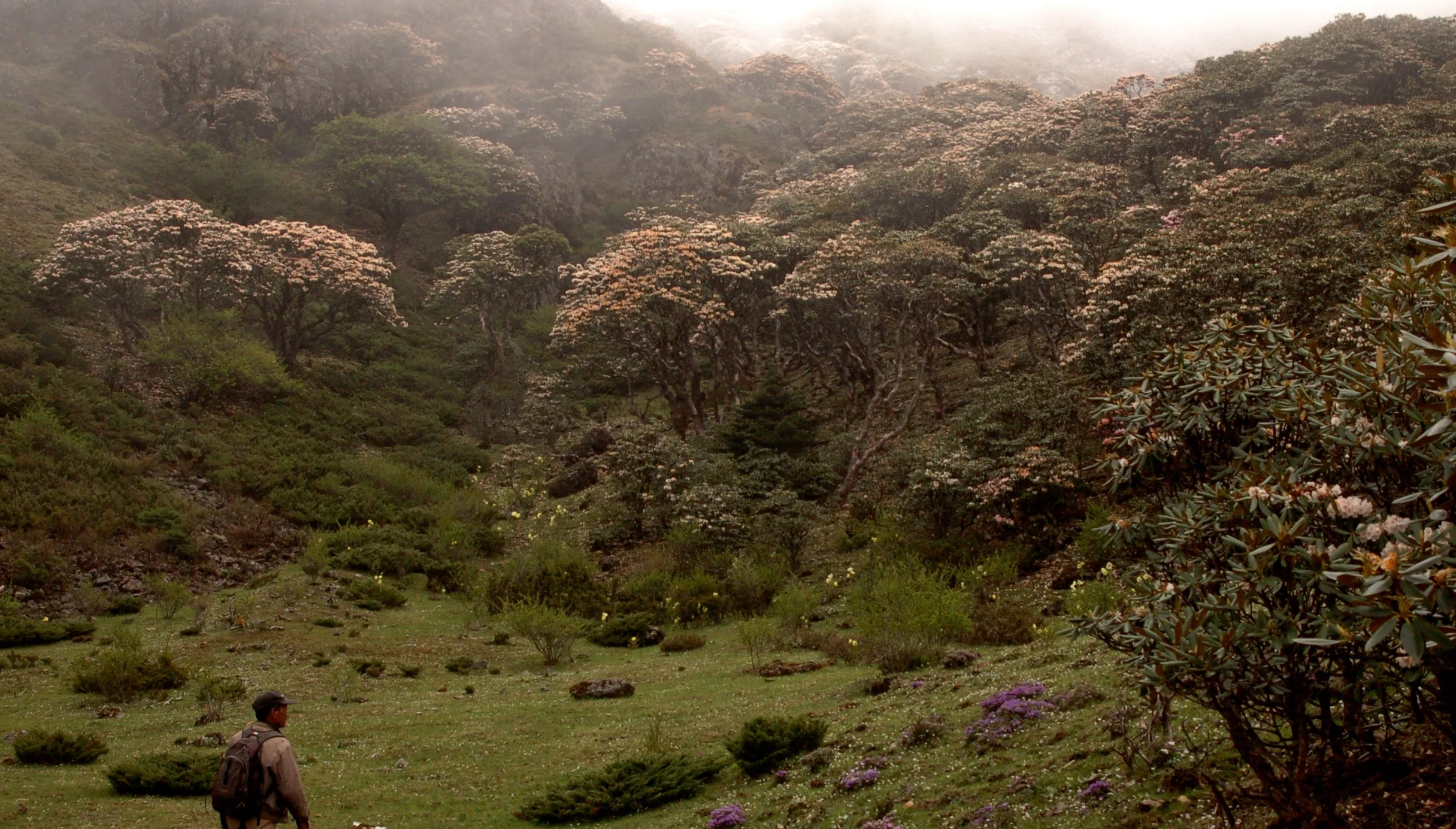   Rhododendron traillianum  forest and Mr. Zhao 