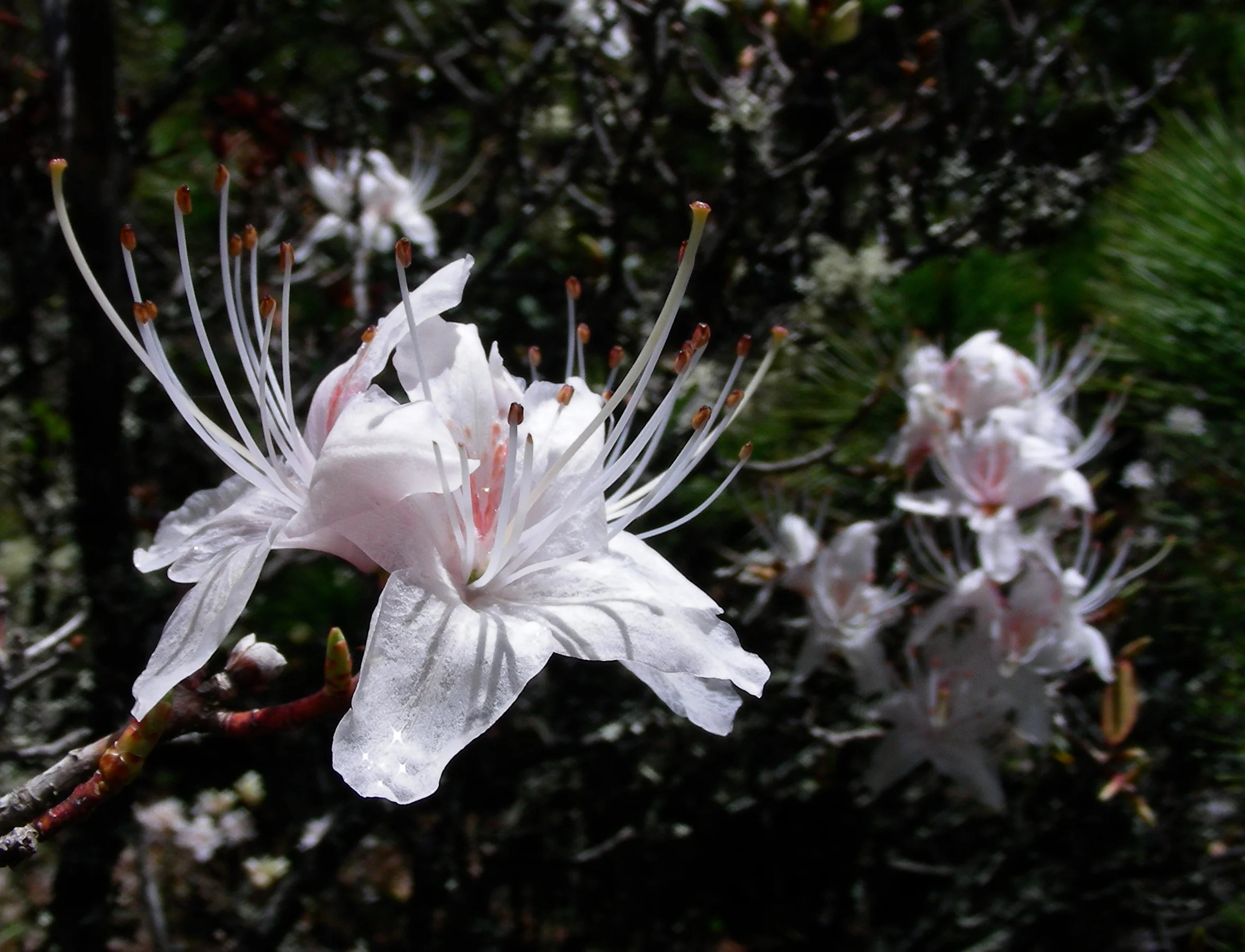   Rhododendron yunnanense  