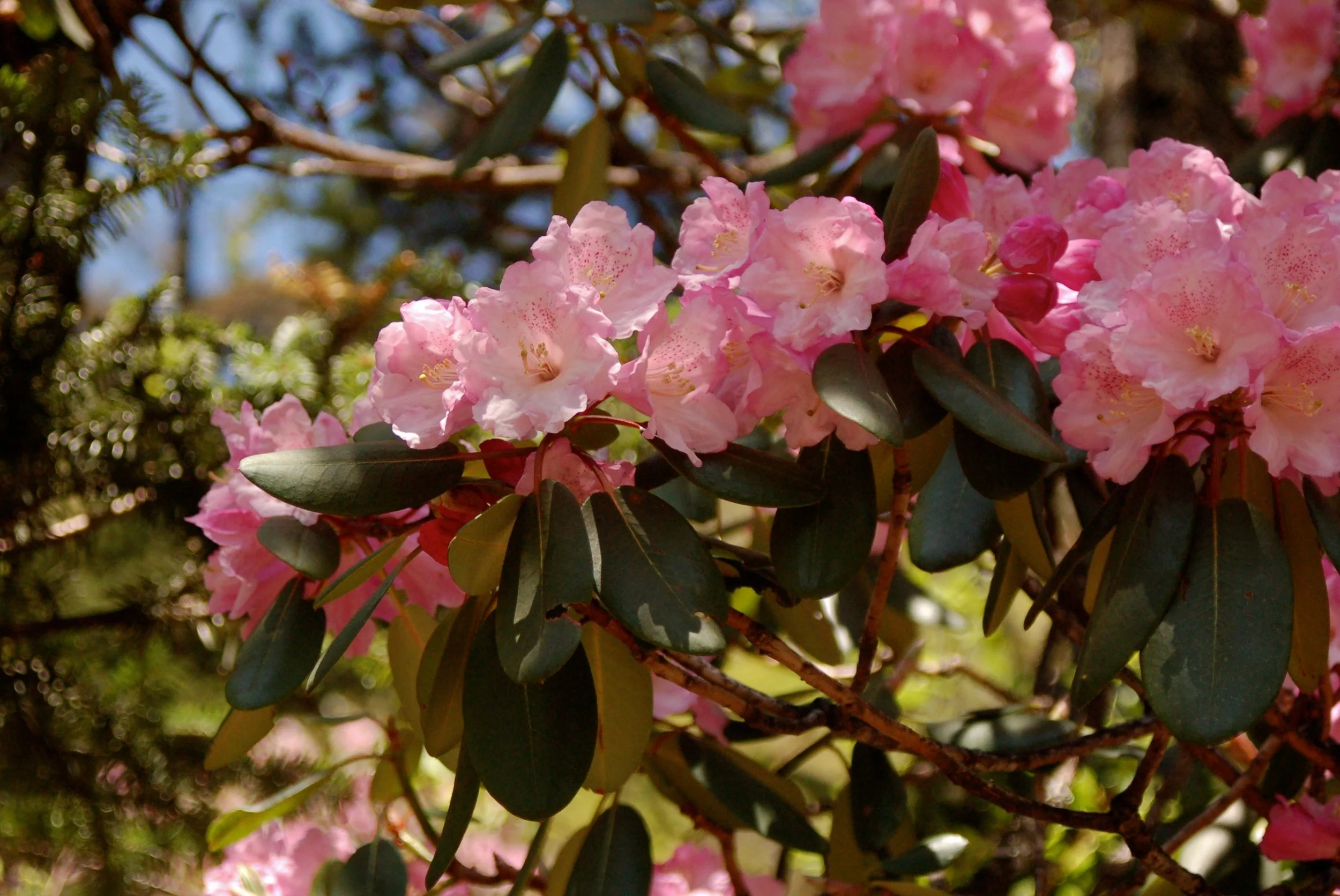   Rhododendron vernicosum  