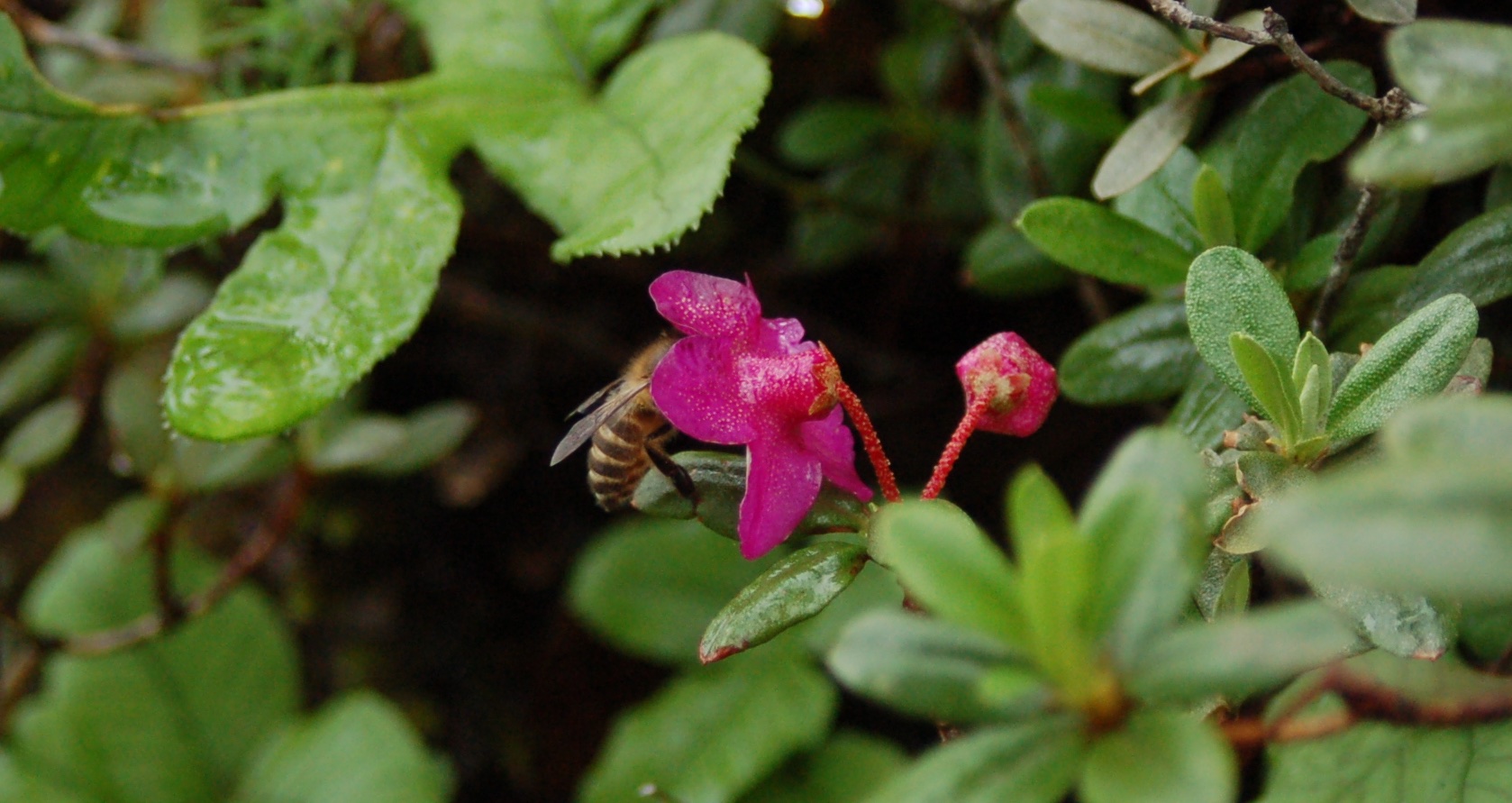   Rhododendron lepidotum  with bee 