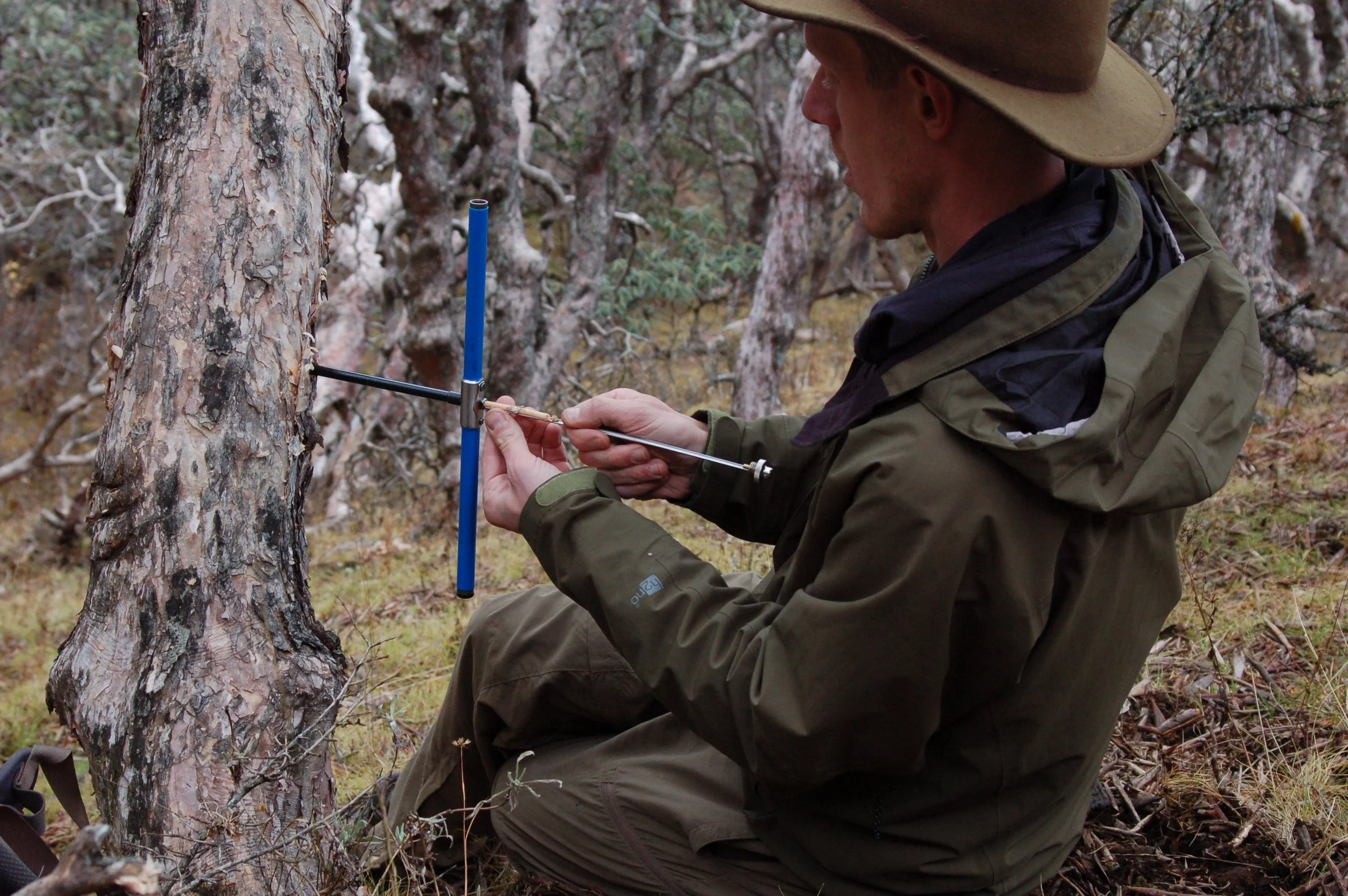  taking  Rhododendron traillianum  cores 