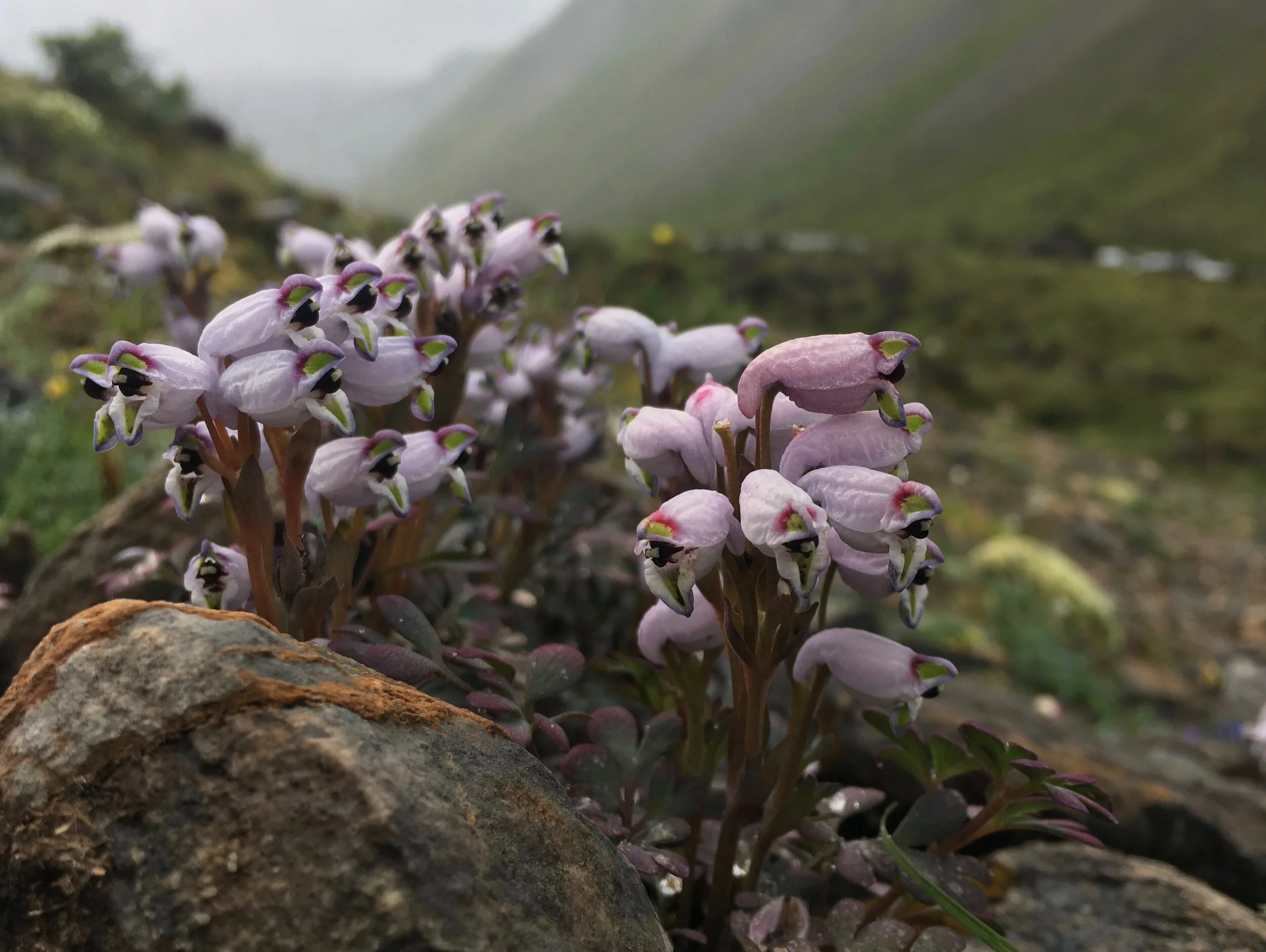 Corydalis latiflora
