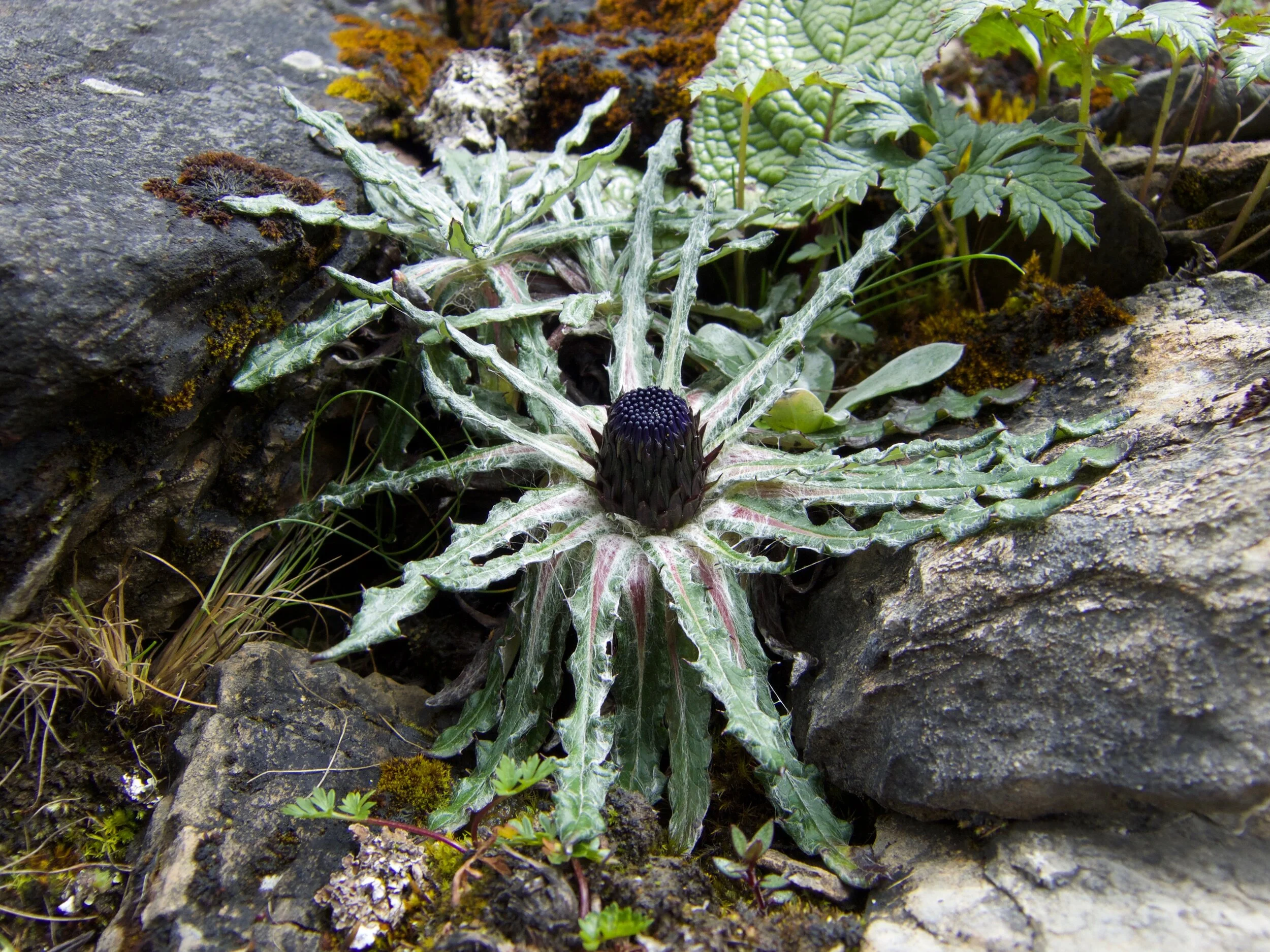 Saussurea andersonii