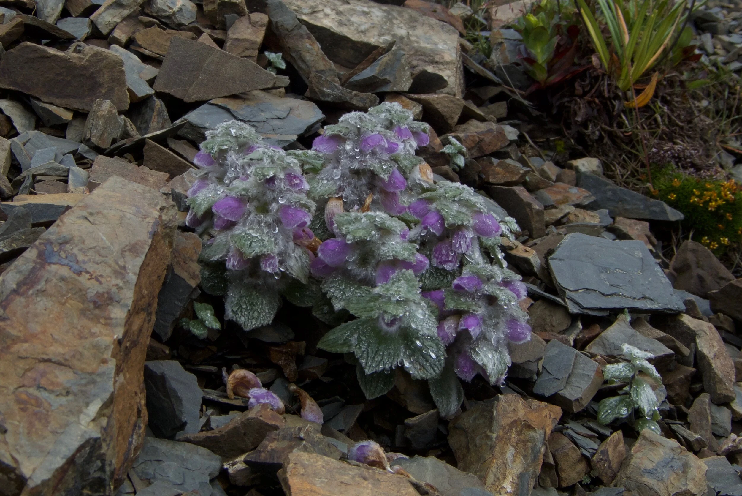 Eriphyton wallichii
