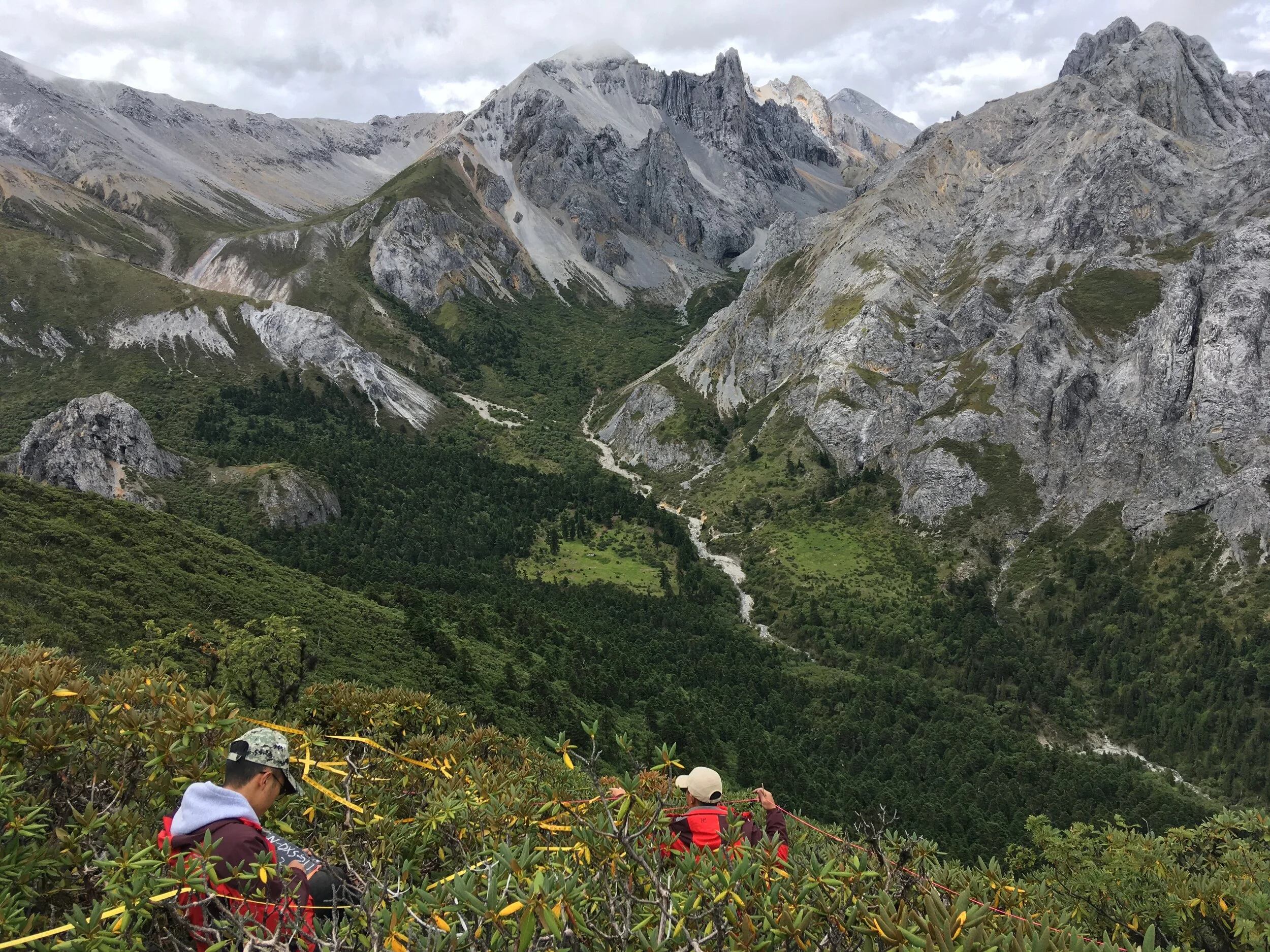 4 Fieldwork - plot in Rhododendron shrubs - China.jpeg