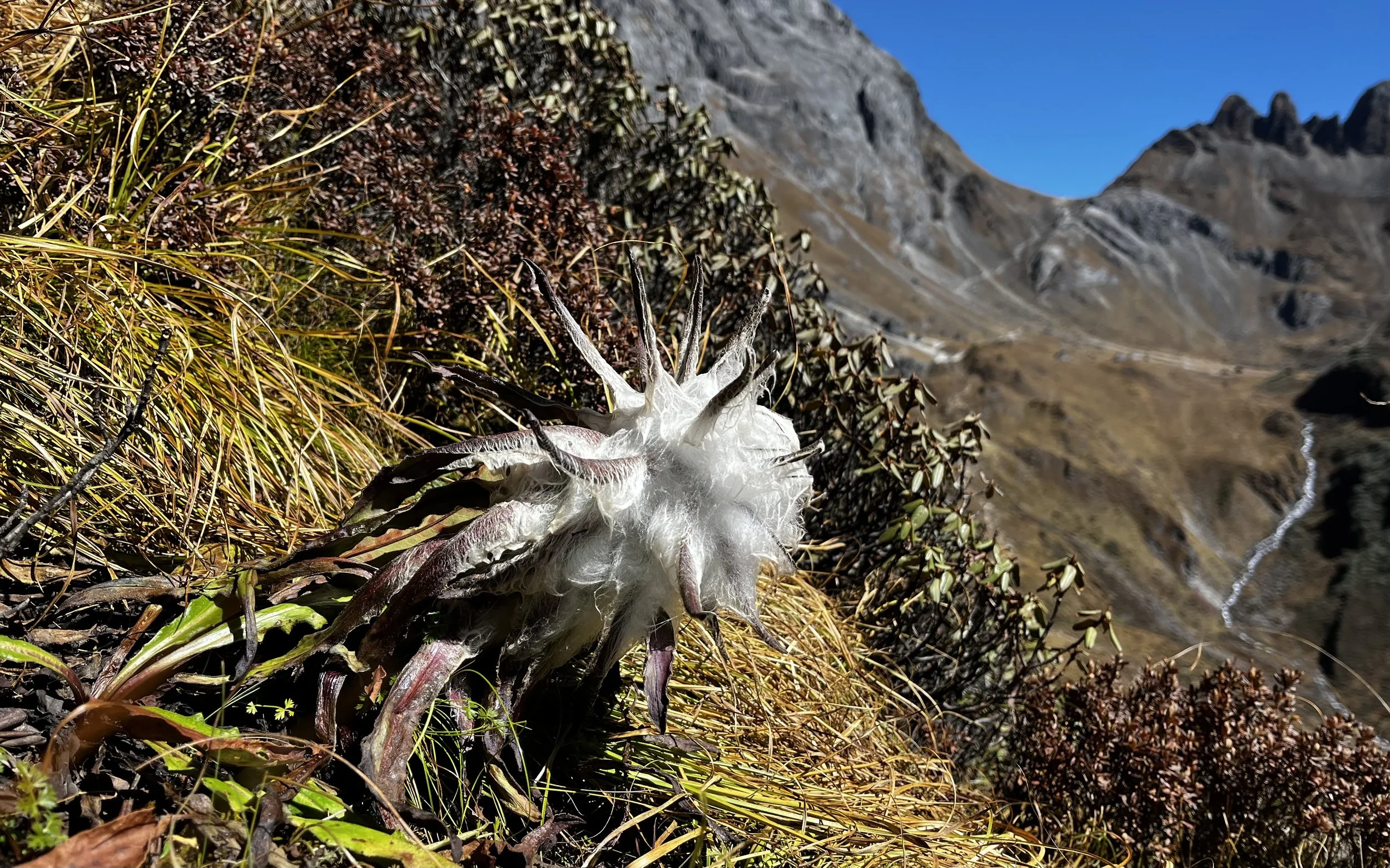 Bhutan PLANT snow lotus.jpeg