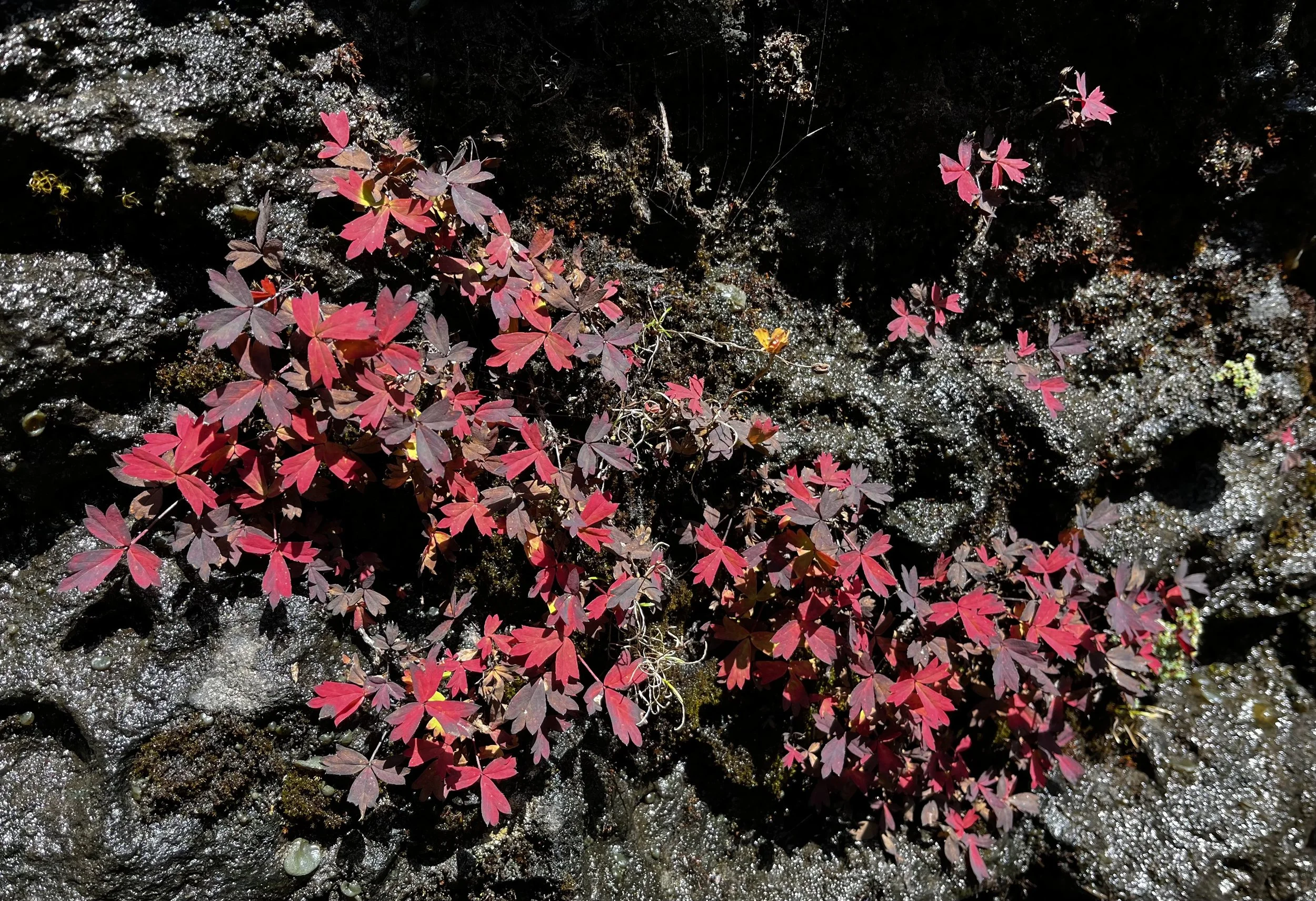 Bhutan PLANT Potentilla eriocarpa.jpeg