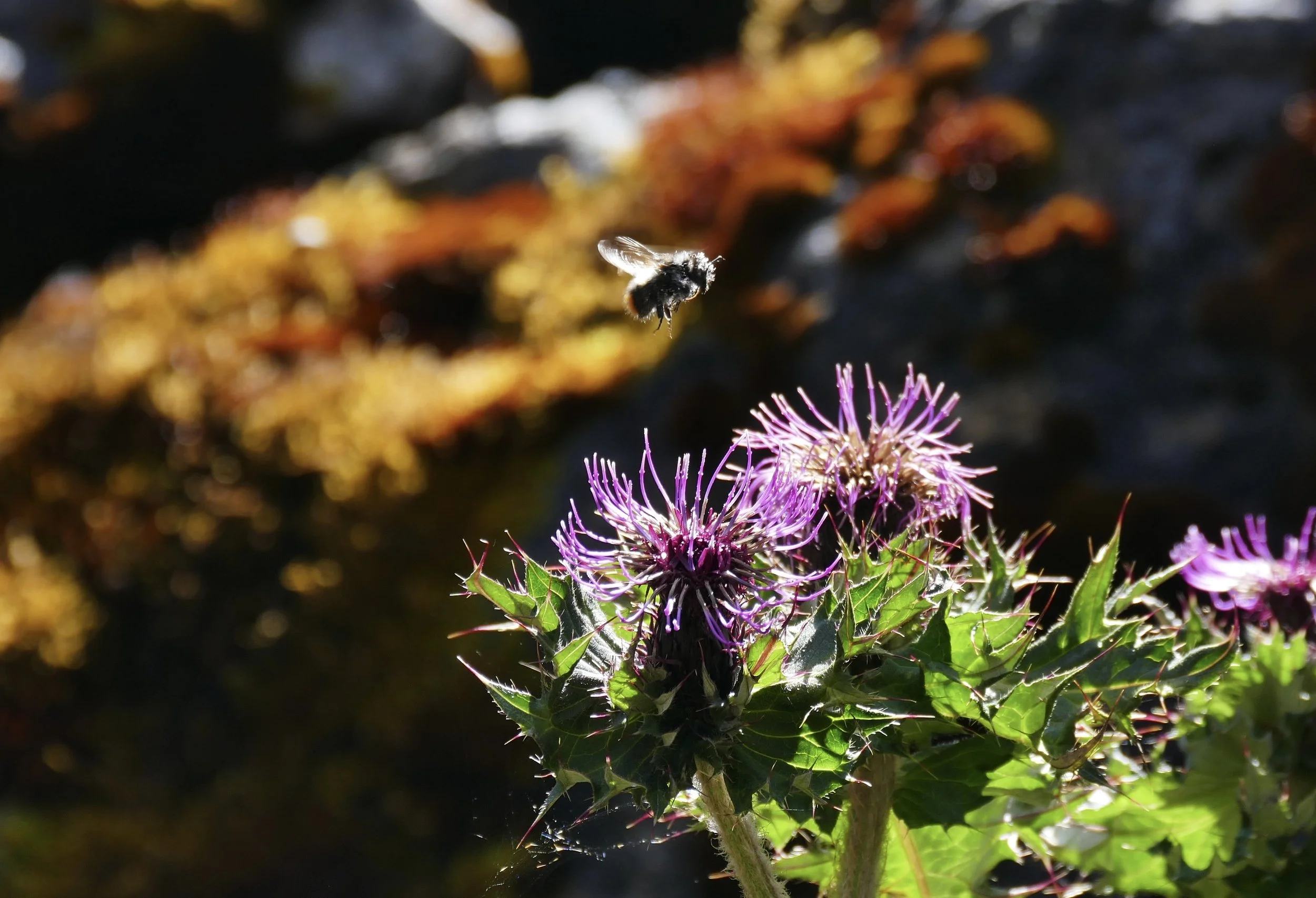 Bhutan PLANT thistle and bee.JPG