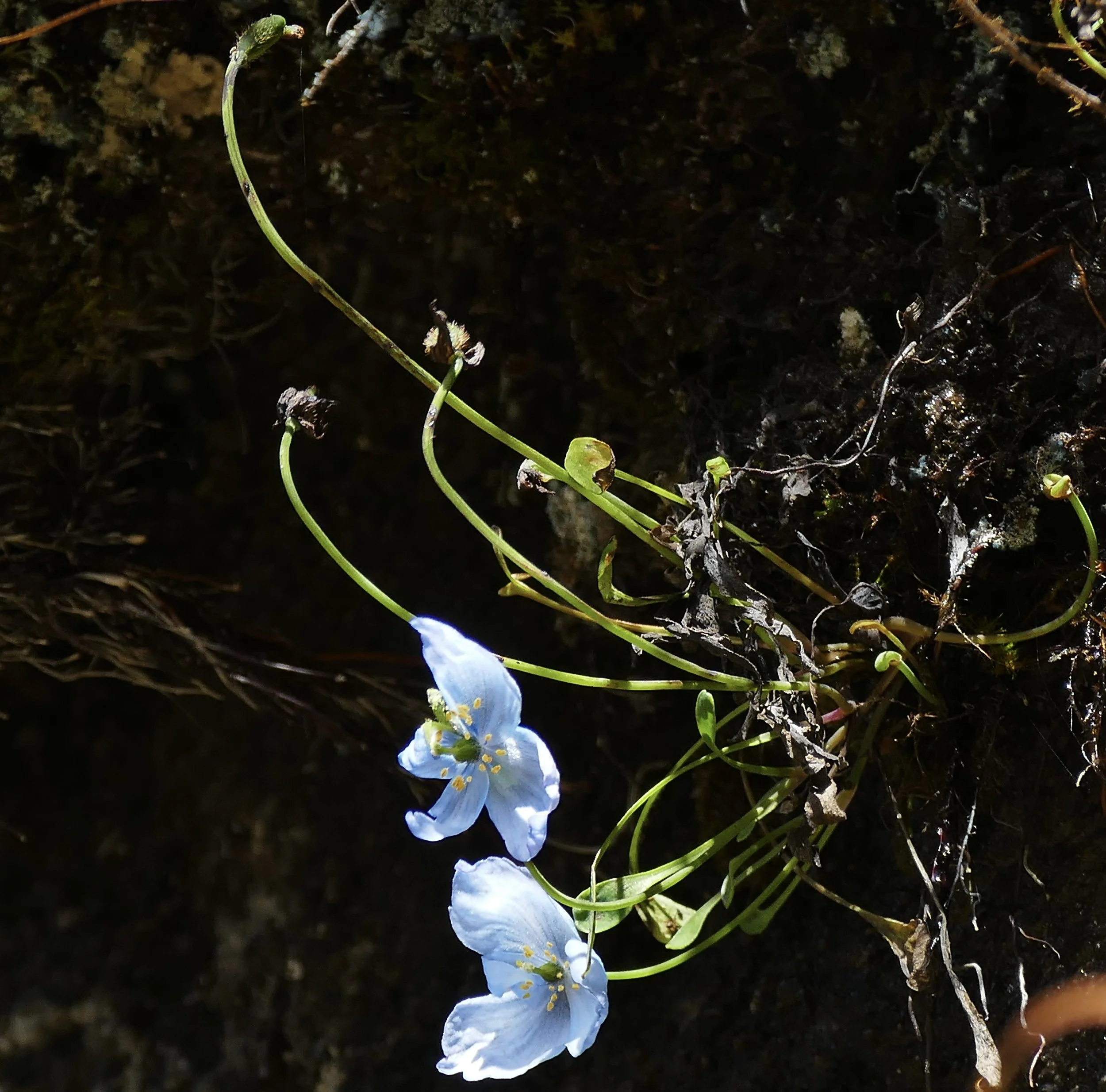 Bhutan PLANT Himalayan Blue Poppy.JPG