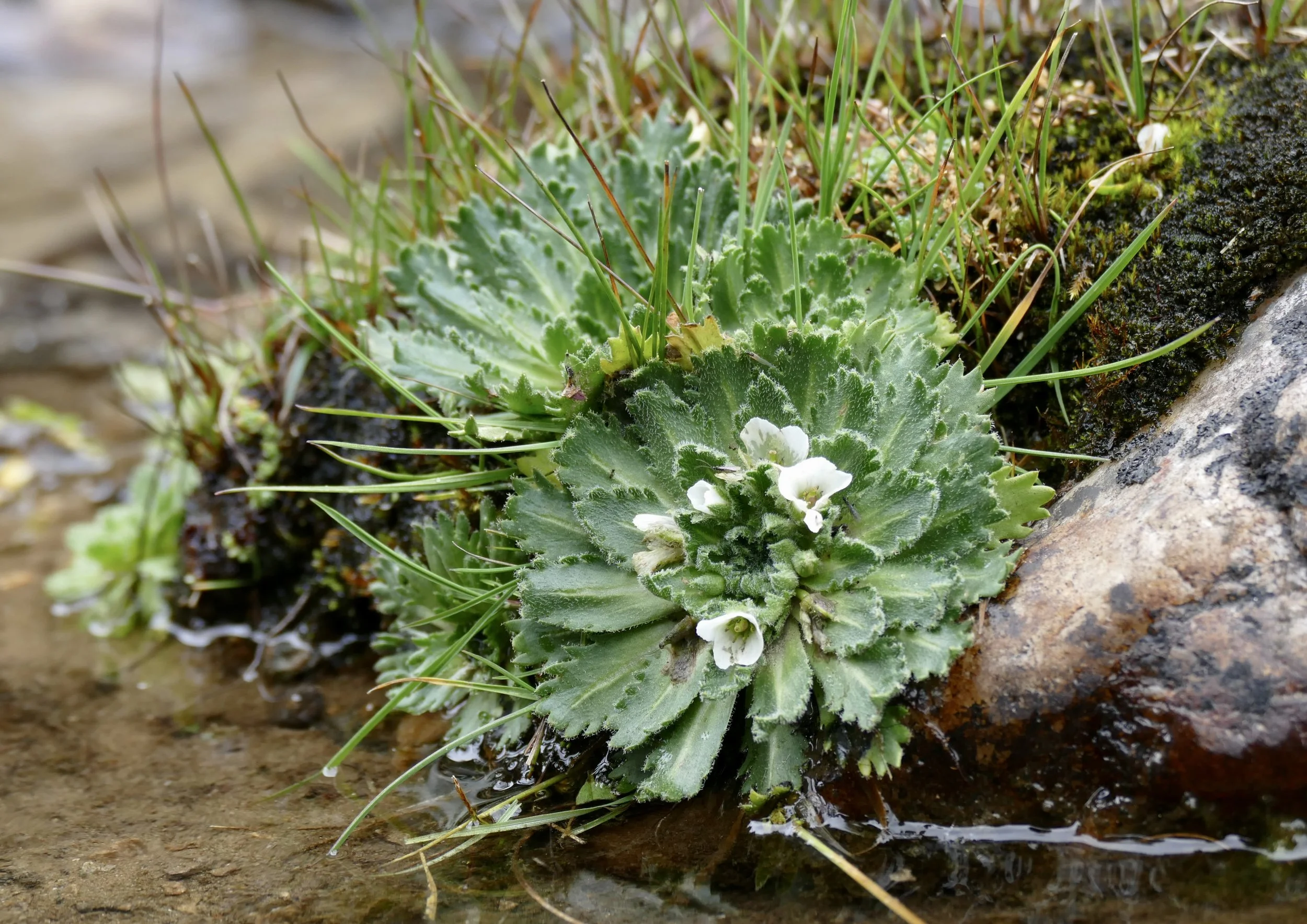 Bhutan PLANT Pycnoplinthoipsis bhutanica.JPG