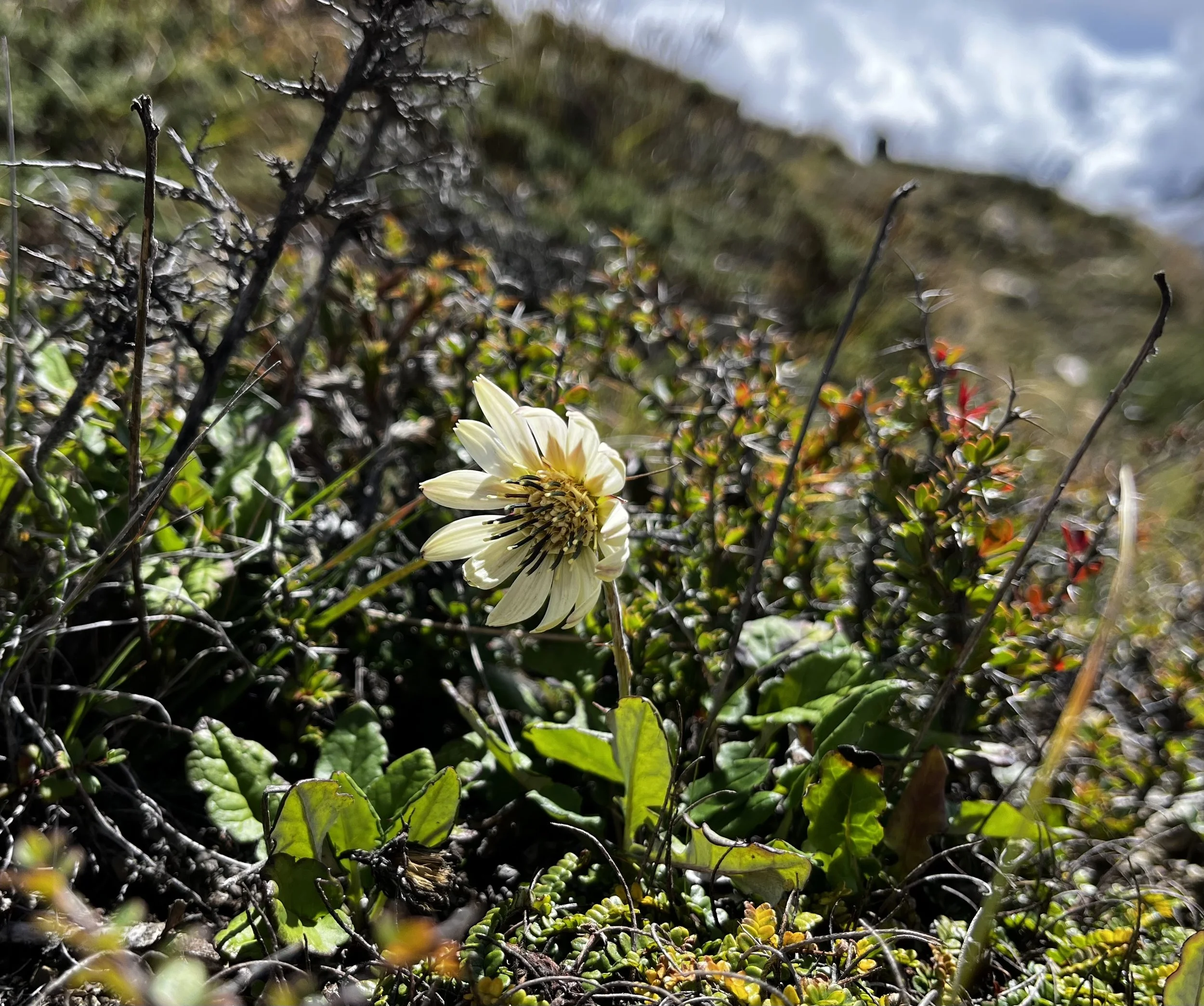 Nepal PLANT Gerbera nivea.jpeg
