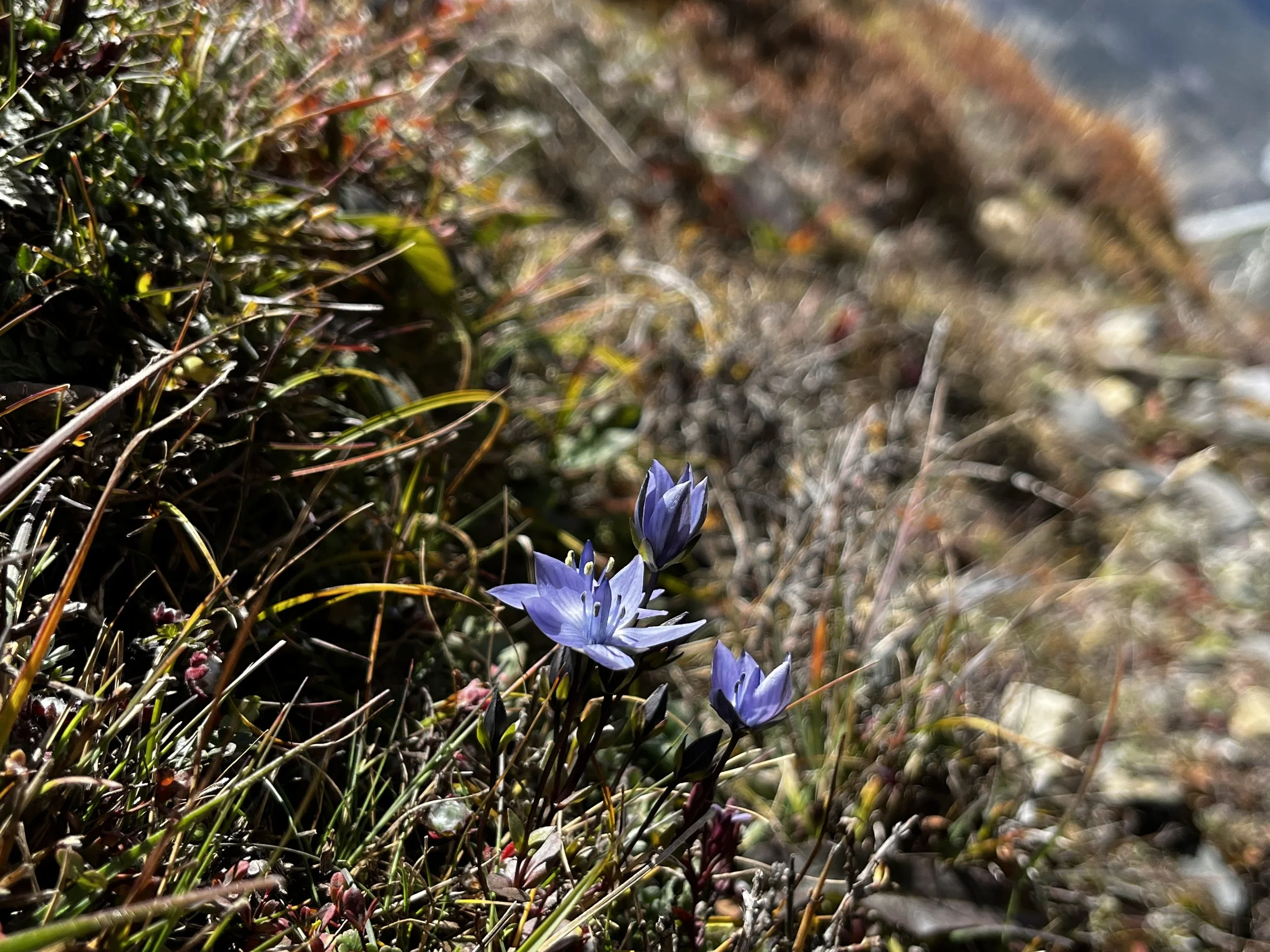 Nepal PLANT lomatogonium.jpeg